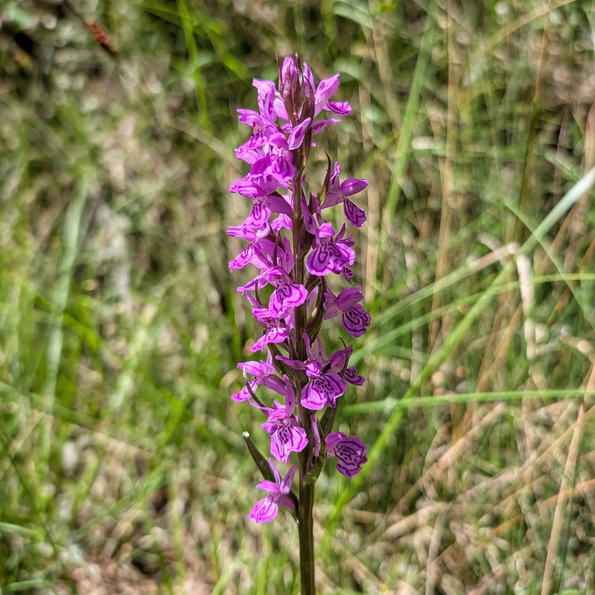 Dactylorhiza elata, orquídia silvestre.