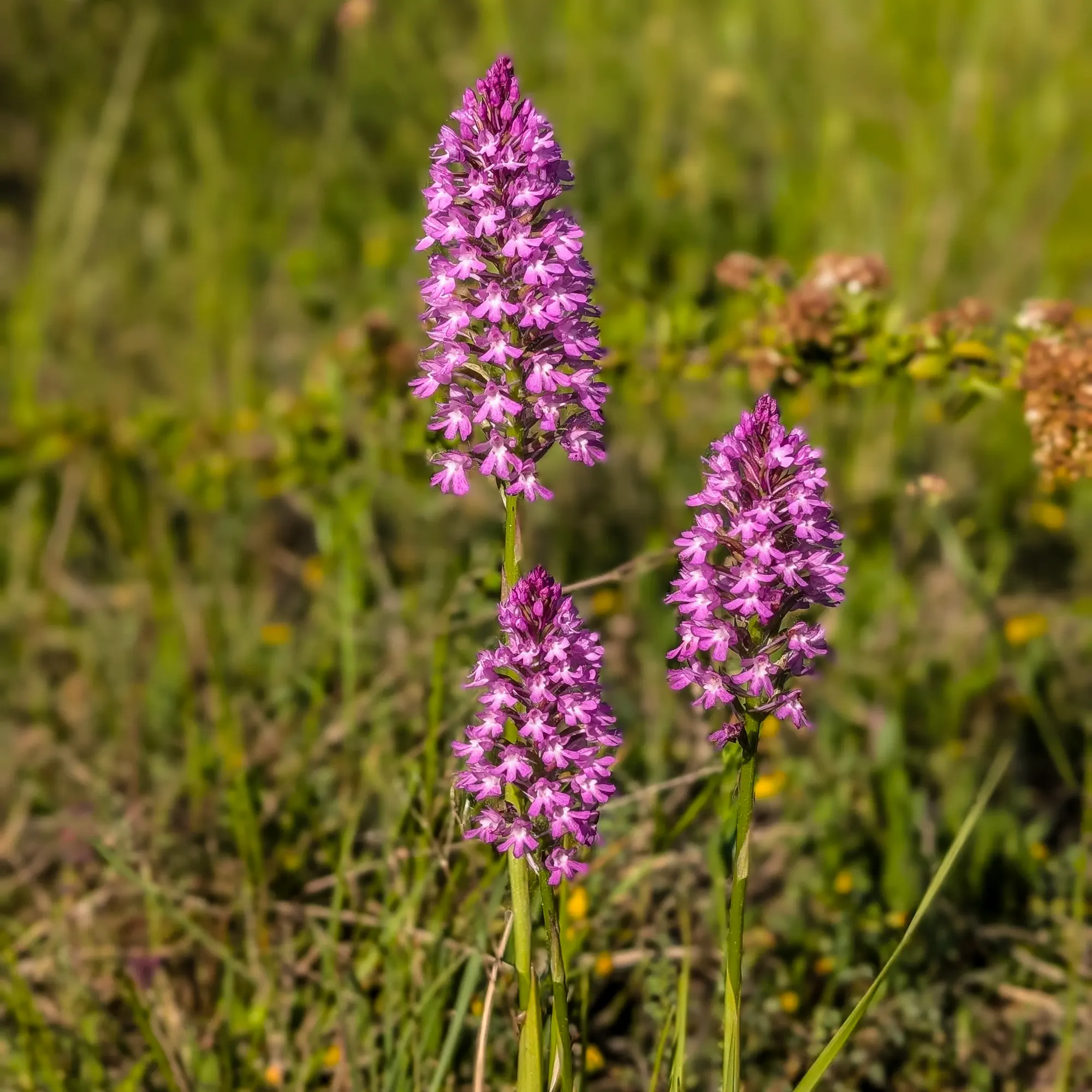 Pyramidal orchids (Anacamptis pyramidalis) near Sils, Catalonia.