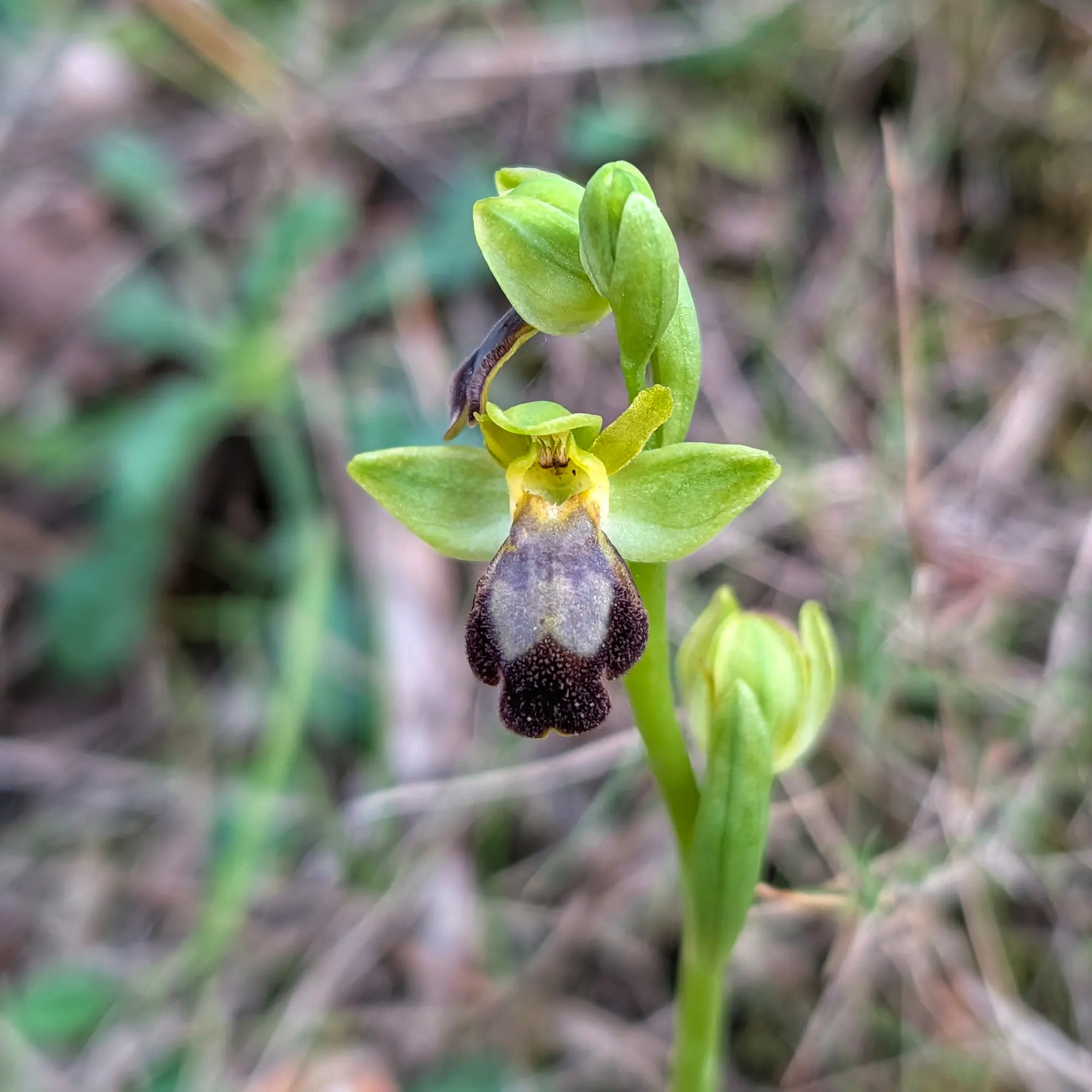 Ophrys forestieri orchid with detailed flowers in its natural Montgrí habitat.