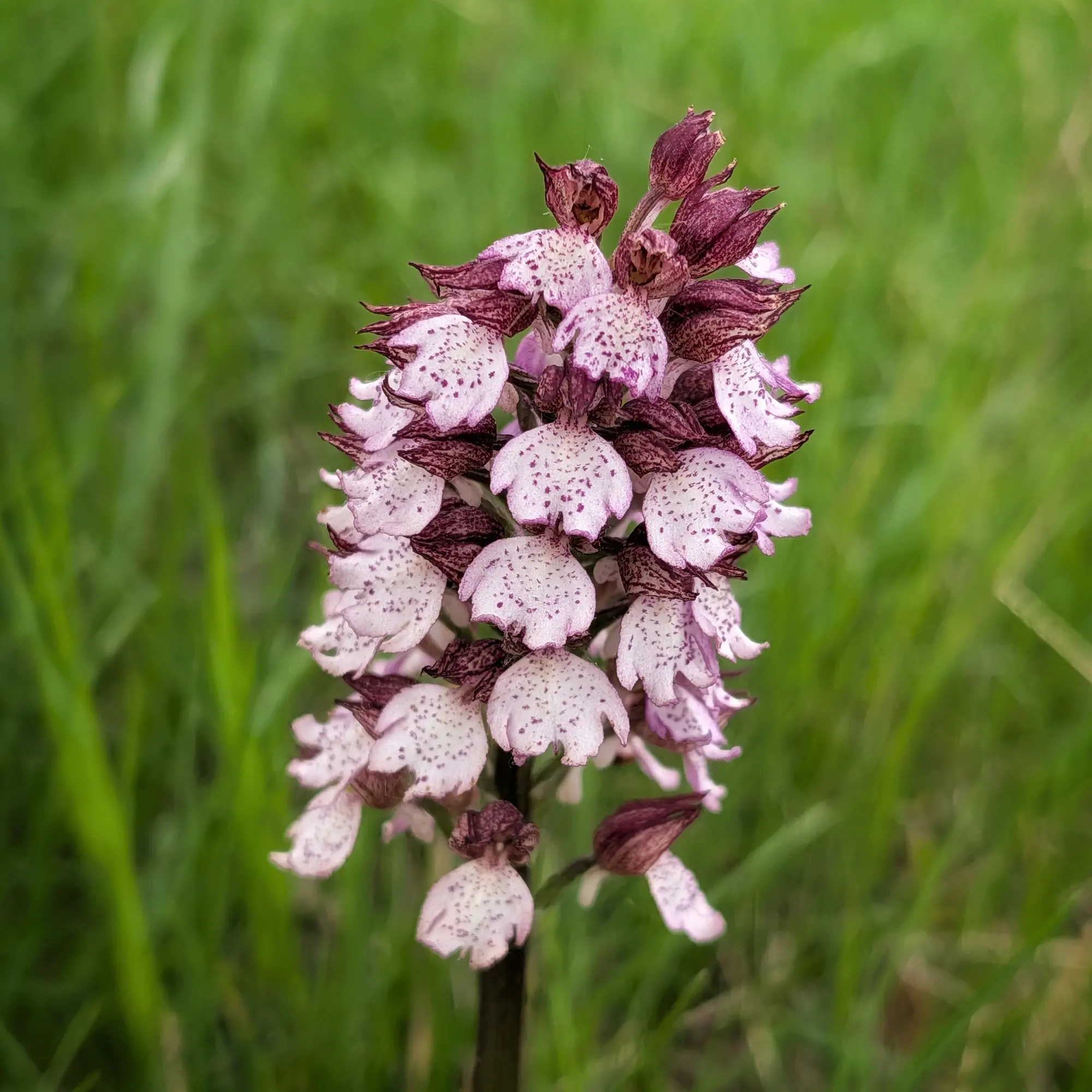 Primer pla d'una orquídia purpúria (Orchis purpurea) amb flors blanques i porpres, sobre fons verd difuminat.