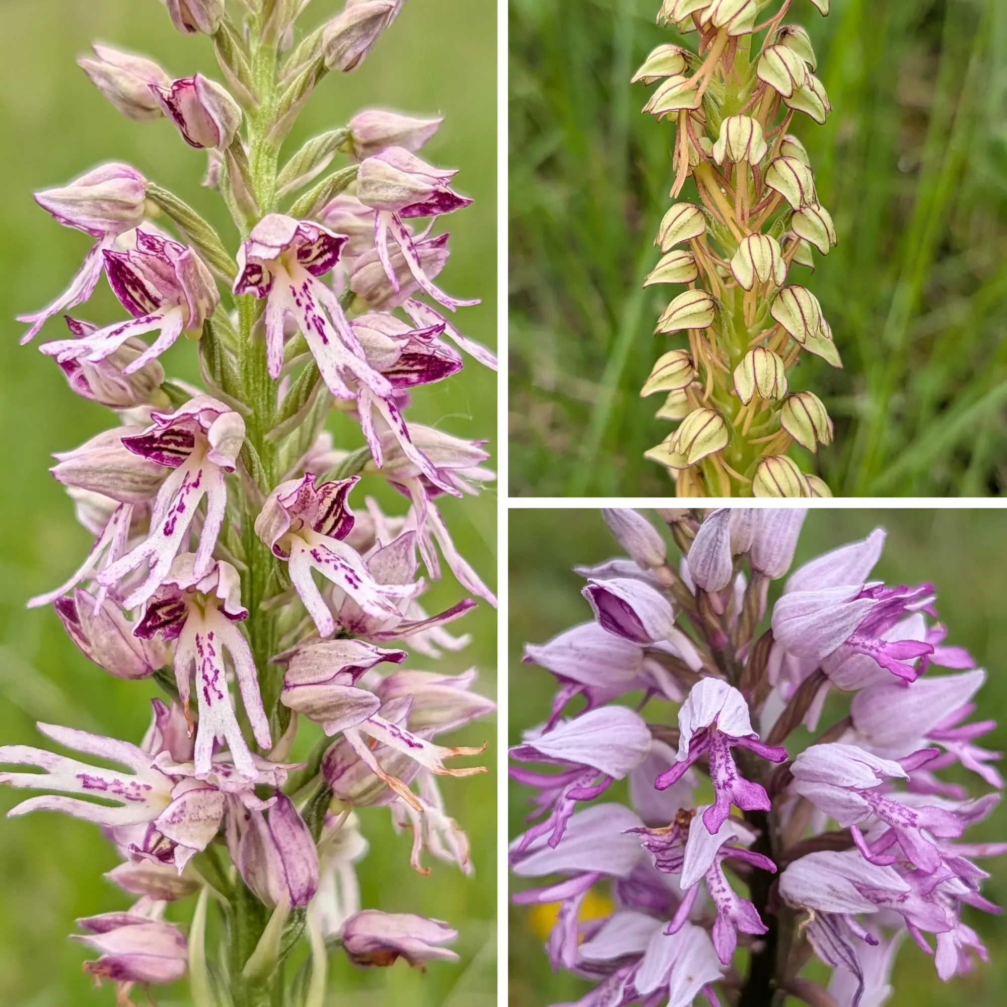 Composició de tres orquídies silvestres: l'híbrid Orchis ×spuria (esquerra), O. anthropophora (dalt) i O. militaris (baix).
