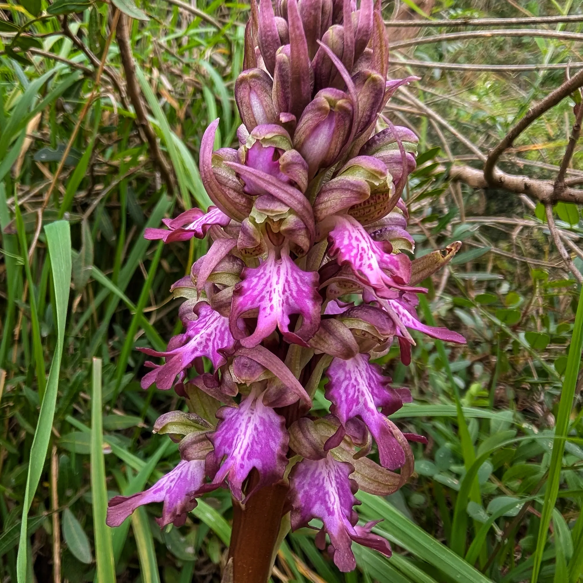 Orquídia Himantoglossum robertianum florida, amb flors rosades i pètals marcats.