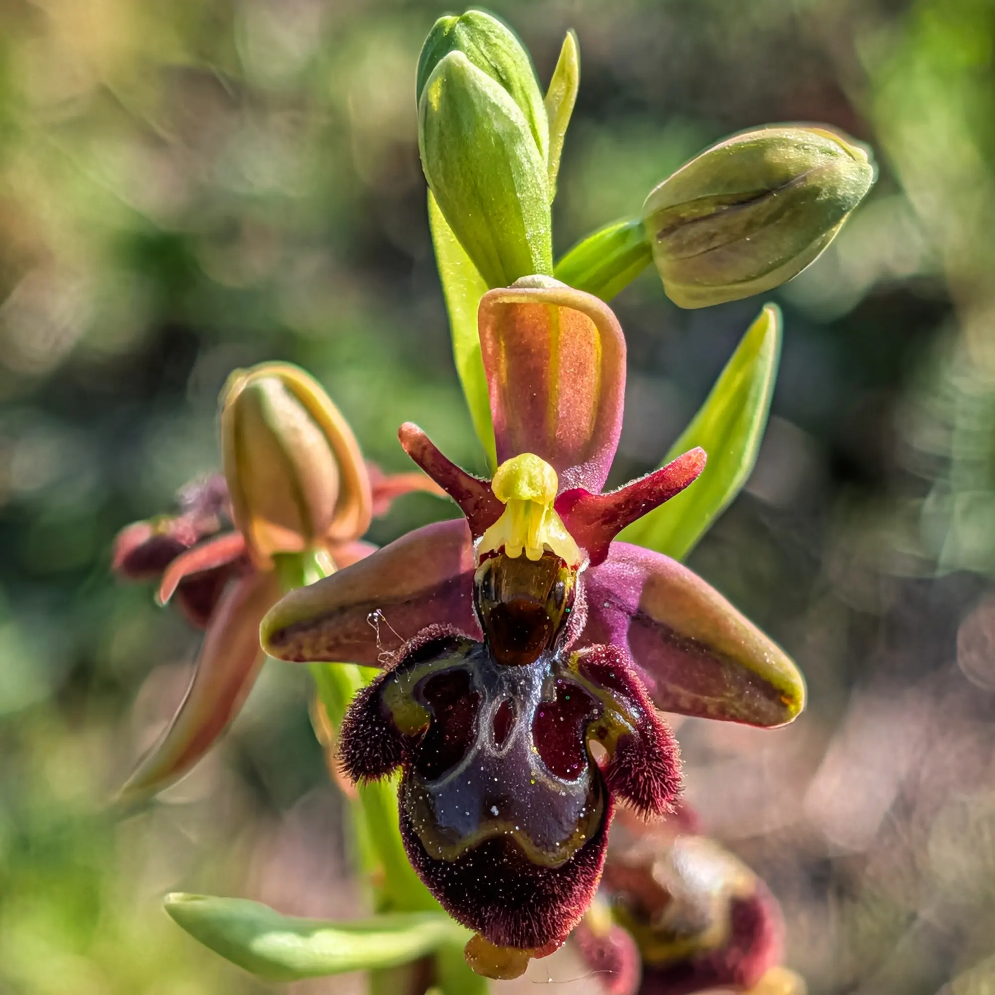Orquídea Ophrys x castroviejoi en primer plano, con sépalos marrones y label aterciopelado oscuro con brillos.
