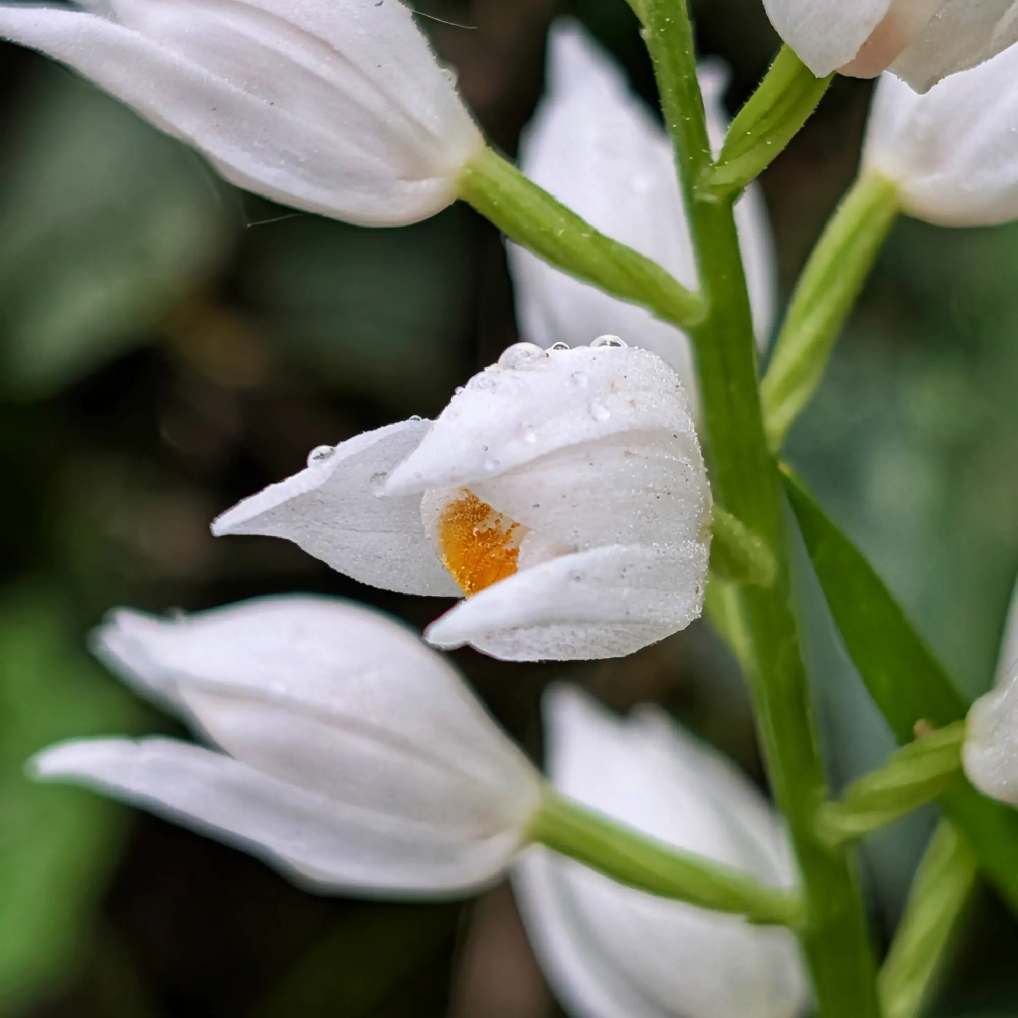 Primer plano de un capullo de orquídea Cephalanthera longifolia blanca, con centro naranja y gotas de rocío.