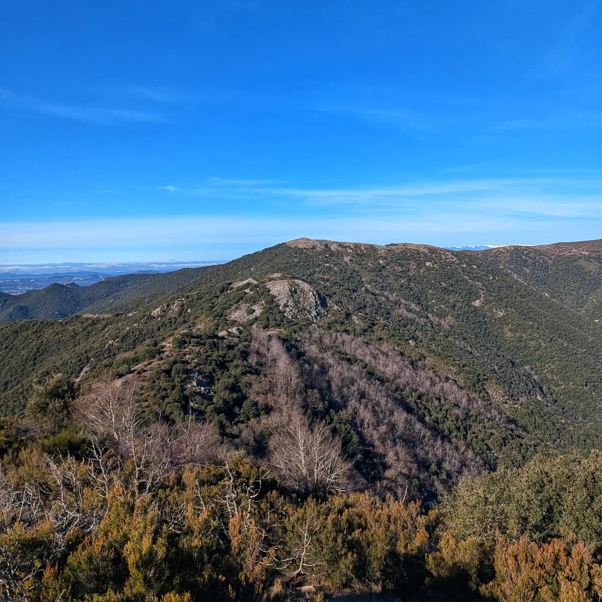 Vista panoràmica des del Turó del Samont cap al cim del Sui, amb bosc mediterrani i faigs sense fulles.