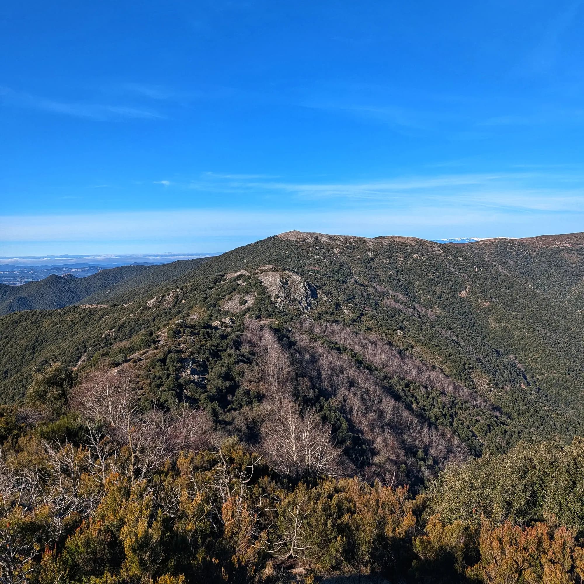 Vista panoràmica des del Turó del Samont cap al cim del Sui, amb bosc mediterrani i faigs sense fulles.