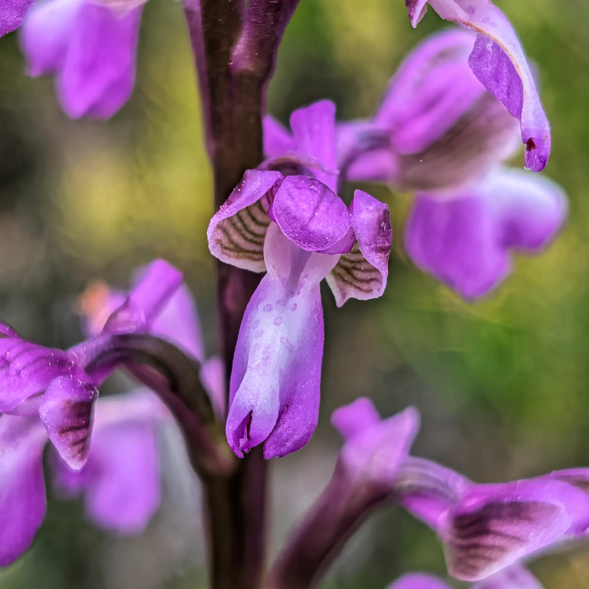 Close-up of Anacamptis morio subsp. picta orchid, purple and white patterned petals. Blurred green background.