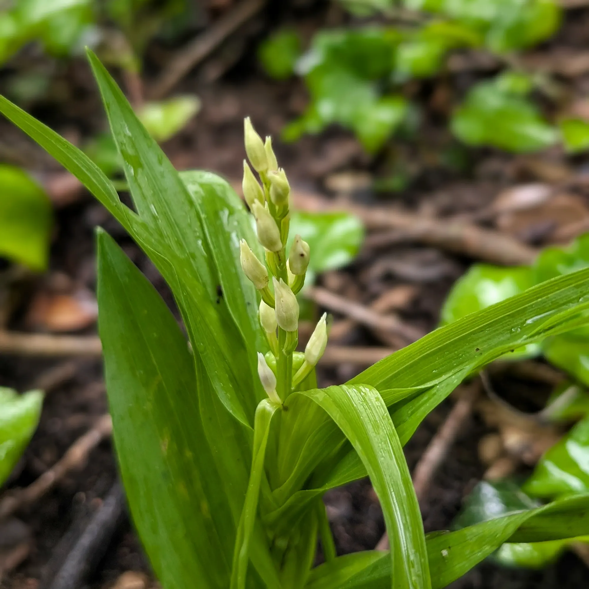 Primer pla de brots i fulles verdes de Cephalanthera longifolia. Brots de color verd clar creixen en una tija entre fullatge verd.