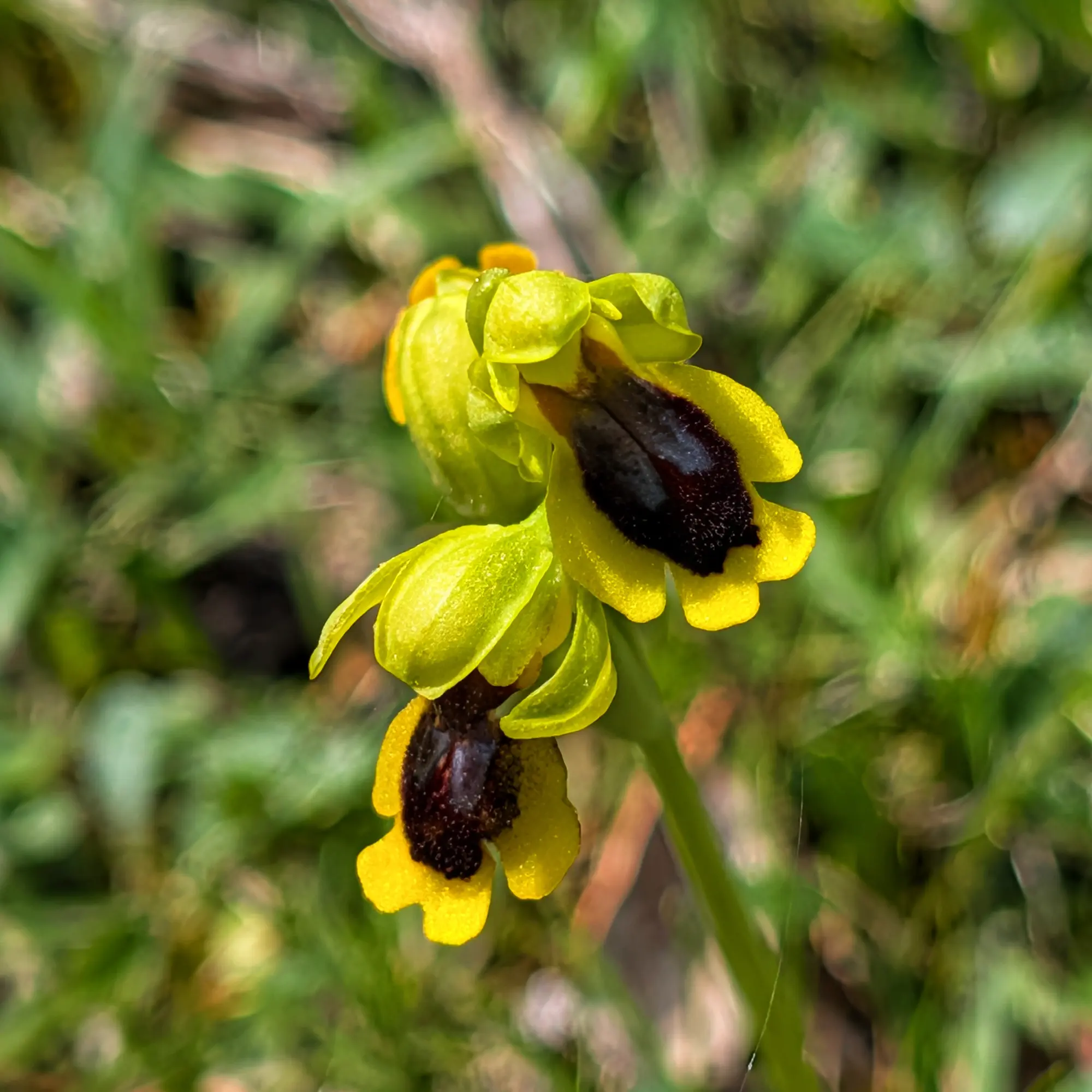 Close-up of Ophrys lutea, yellow bee orchid with yellow petals and dark labellum, on blurred green background.