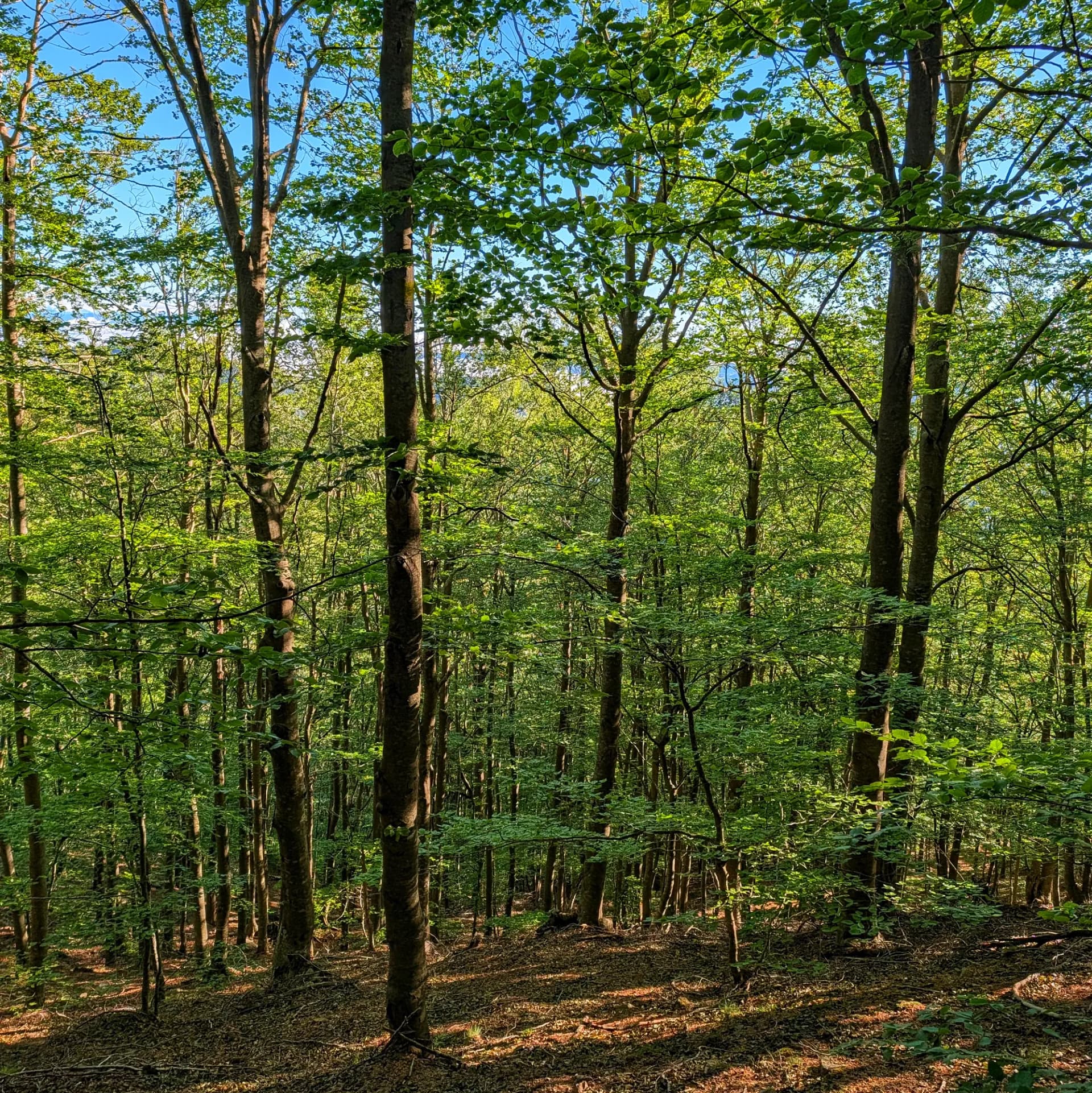 Bosc de fageda dens amb fulles verdes vives i llum solar clapejada al terra del bosc.