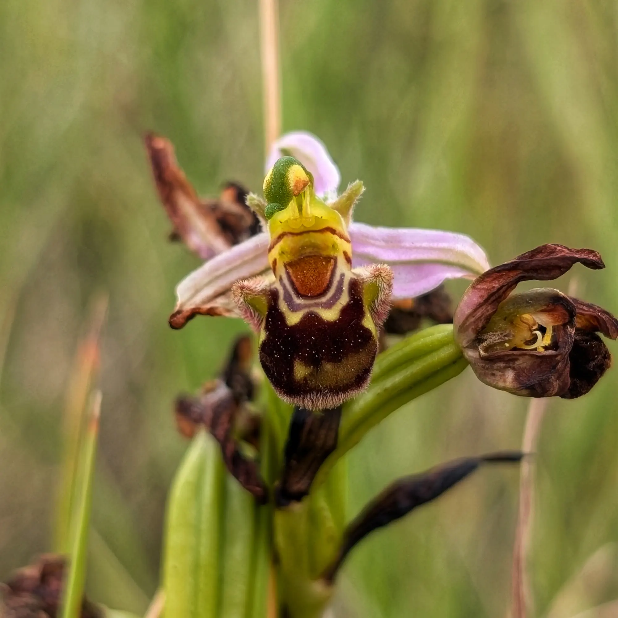 Exemplar d'Ophrys apifera amb l'última flor intacta de les Corberes (França)