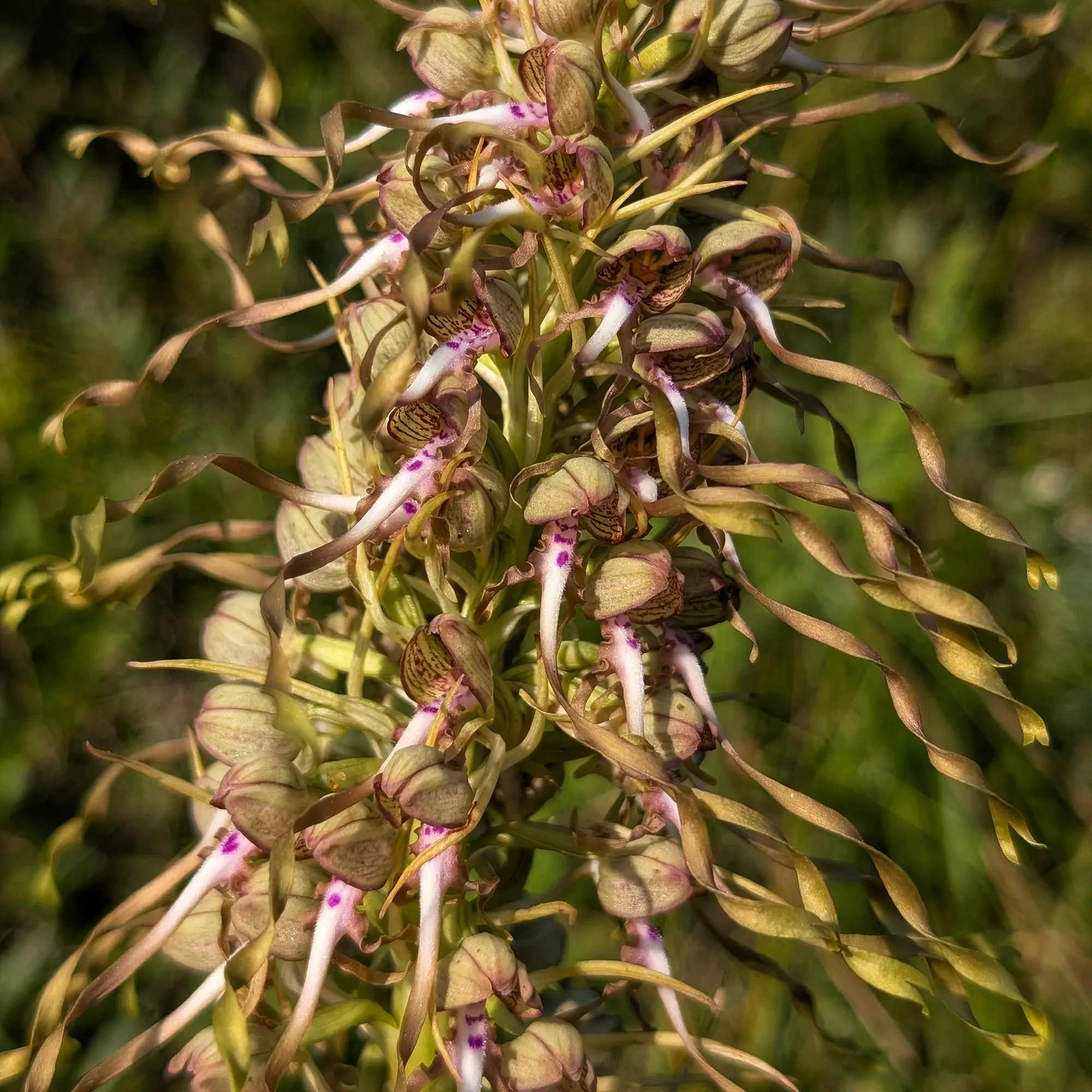 Detail of a Himantoglossum hircinum from the Corbières (France) with the last light of the day