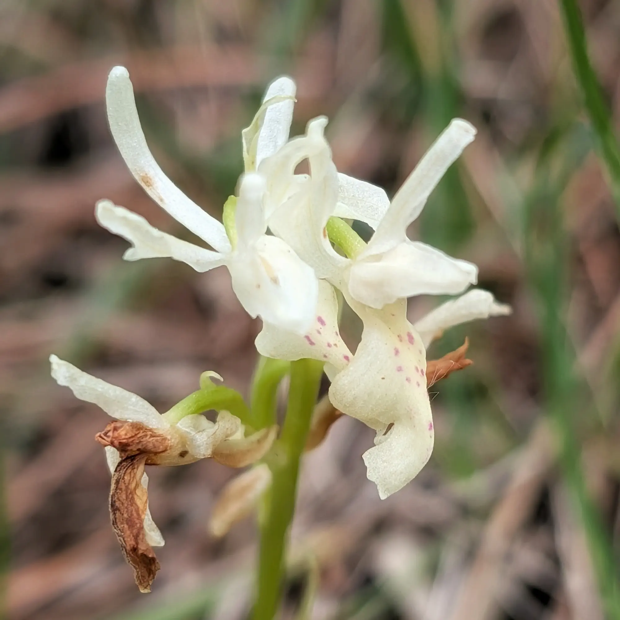 Primer pla d'una orquídia Orchis provincialis amb pètals blancs i taques rosades, sobre un fons natural desenfocat.