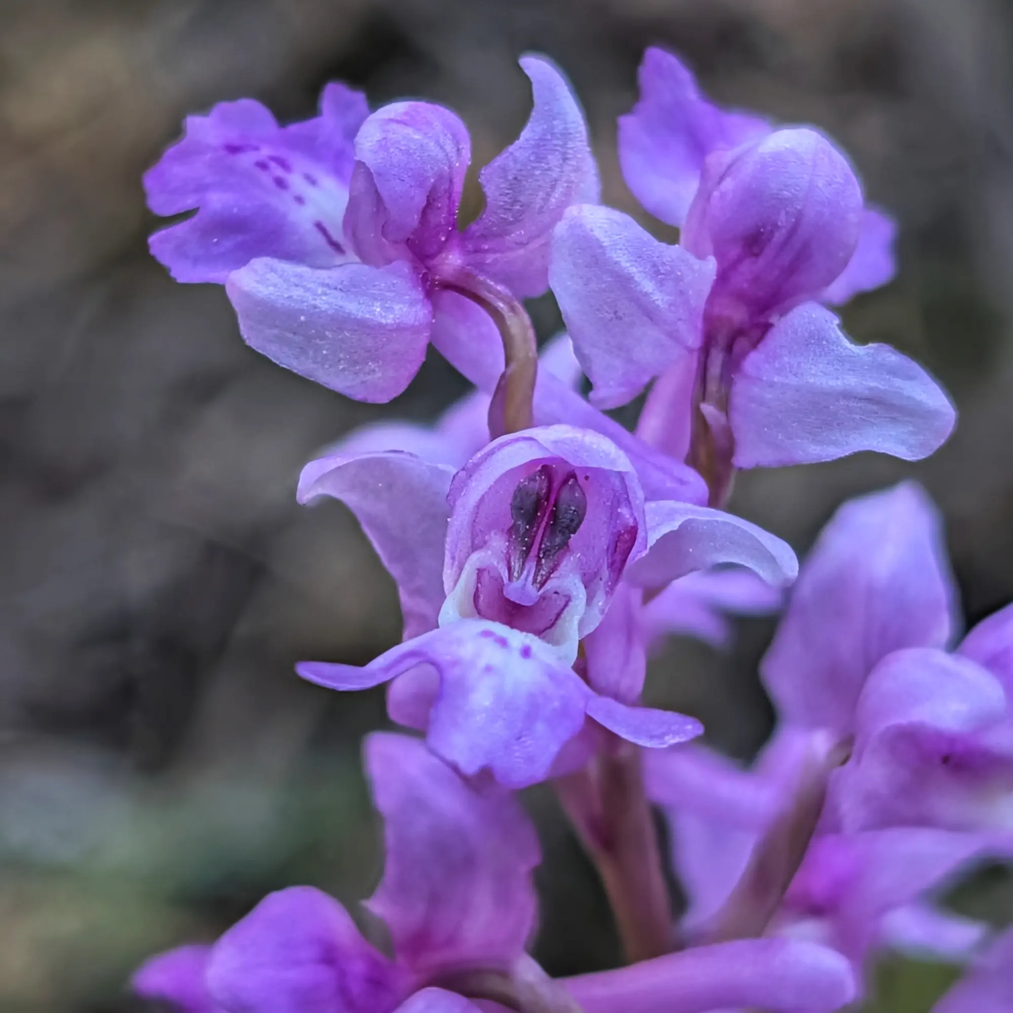 Close-up of a cluster of purple Orchis olbiensis orchid flowers with white spots, against a blurred background.
