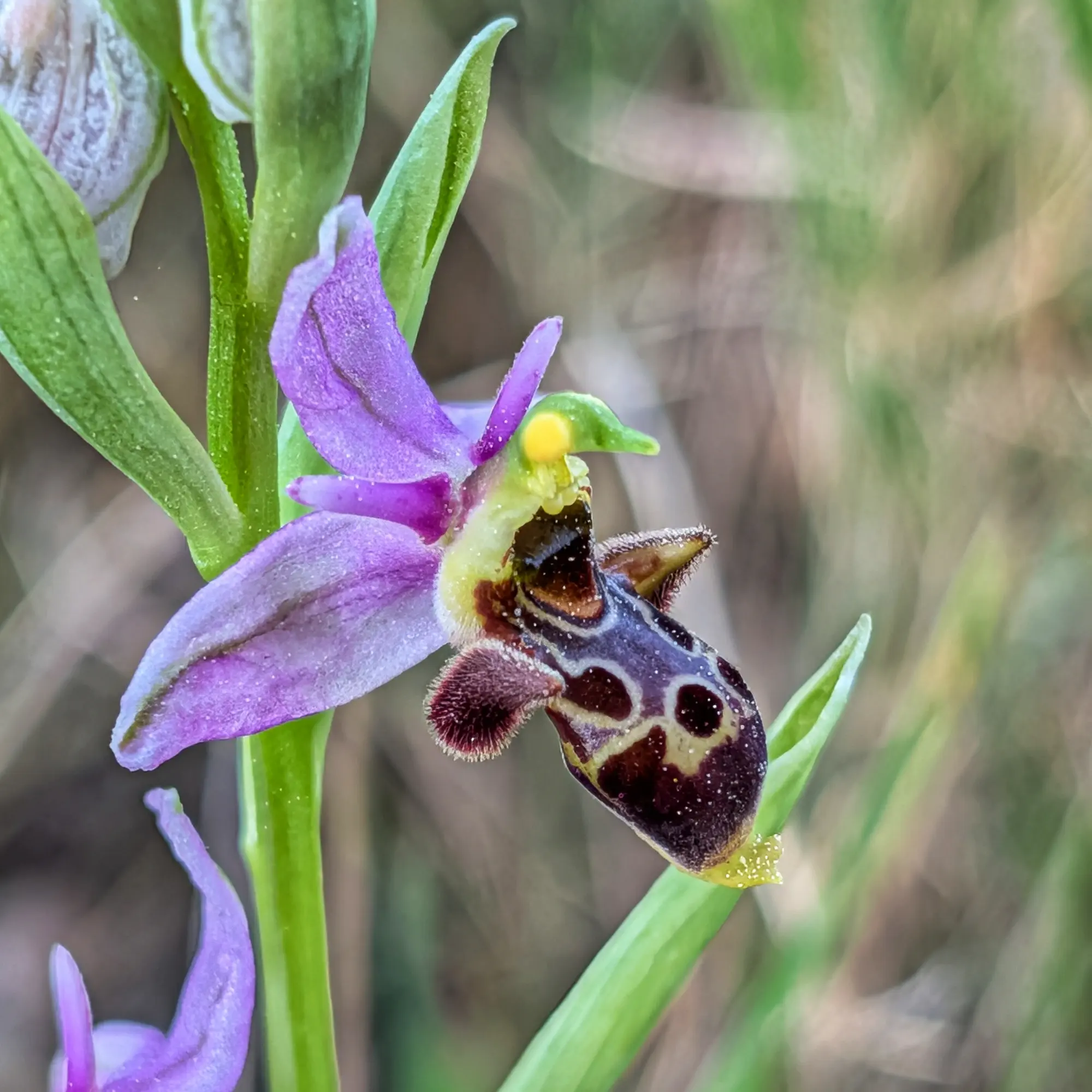 Primer pla d'una orquídia Ophrys scolopax. Pètals morats i label fosc, amb patrons intricats i textura peluda, tija verda.