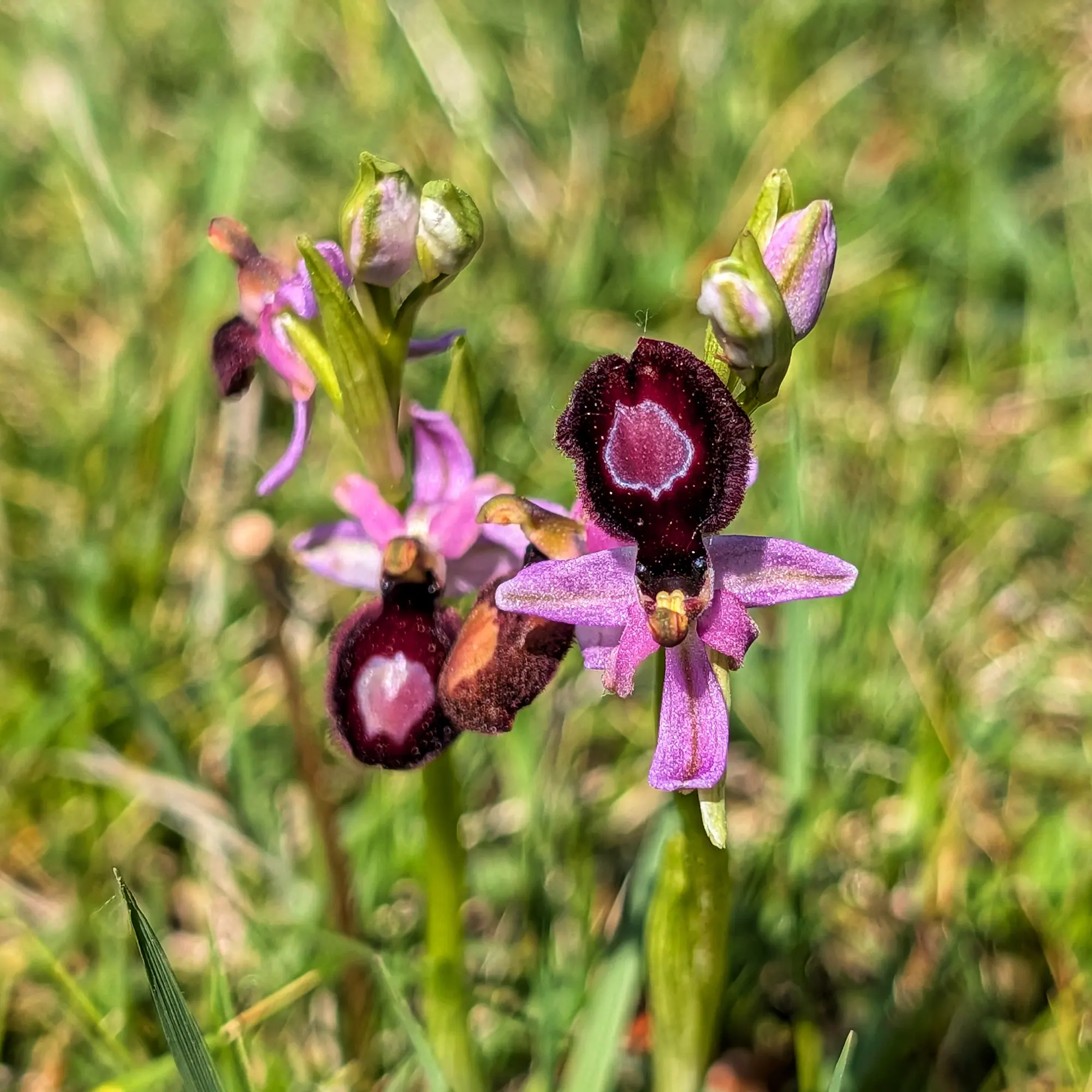 Orquídia Ophrys catalaunica amb pètals liles i label marró fosc amb taques clares, sobre fons verd difuminat.