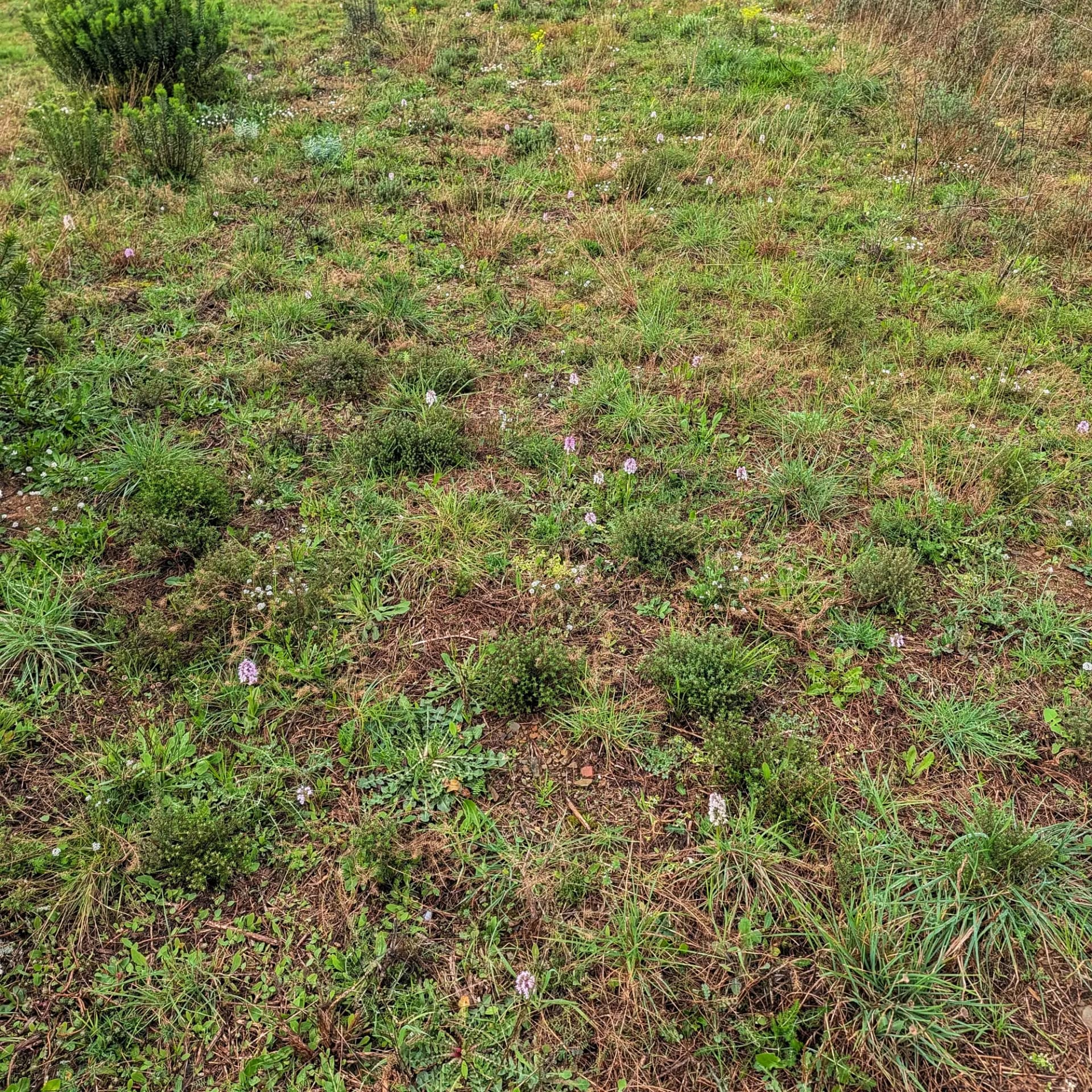 Prat amb flors de Neotinea conica de color lila clar, herba verda a l'Alt Empordà.