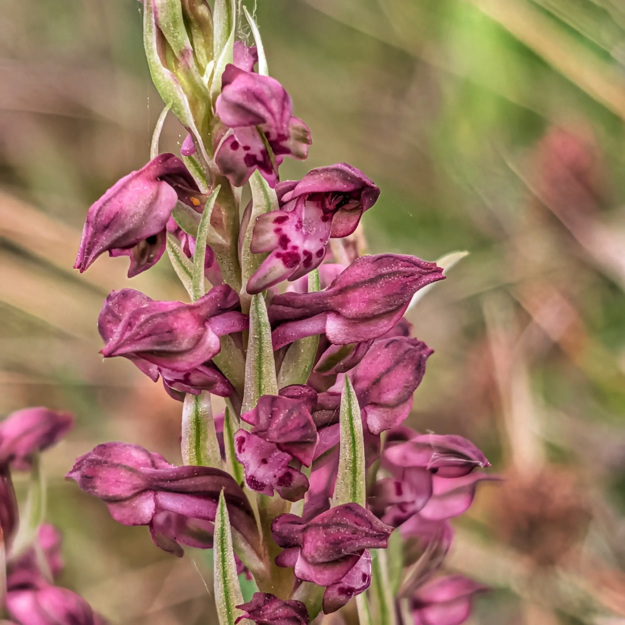 Close-up of an Anacamptis coriophora subsp. fragrans orchid with magenta flowers and green bracts.
