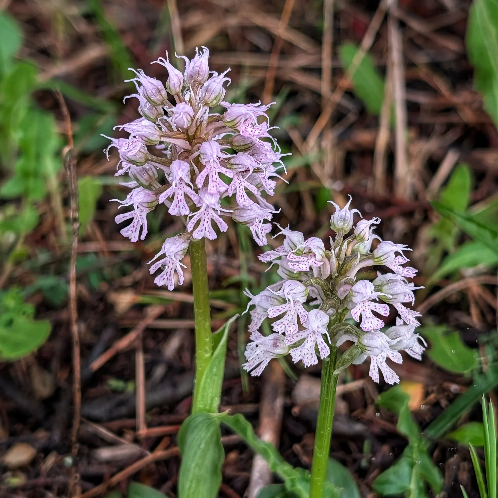 Primer pla de dues orquídies Neotinea conica amb flors lila pàl·lid tacades i gotes d'aigua sobre fons borrós.