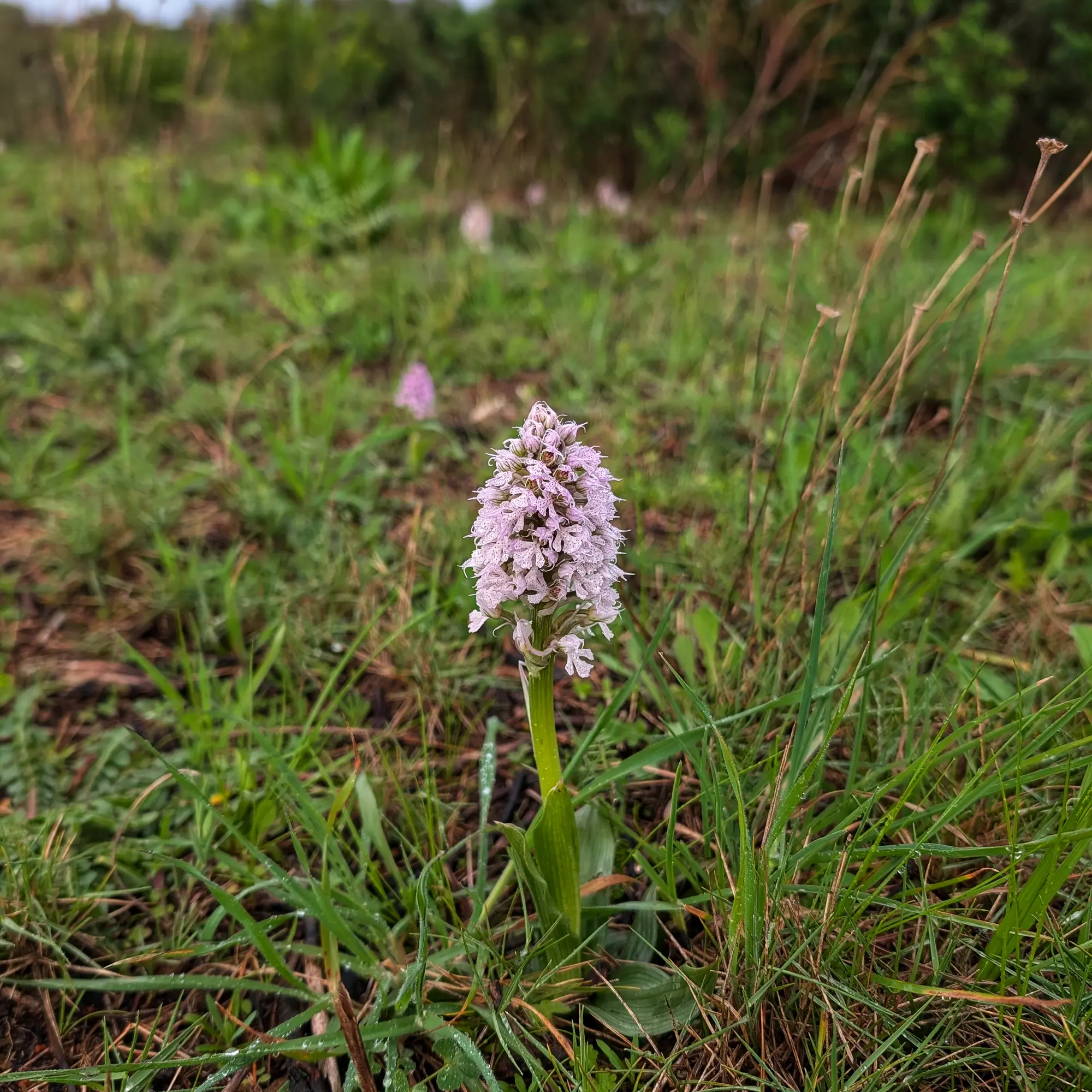 Primer pla d'una orquídia Neotinea conica amb una espiga floral cònica de color rosa pàl·lid en un prat humit.