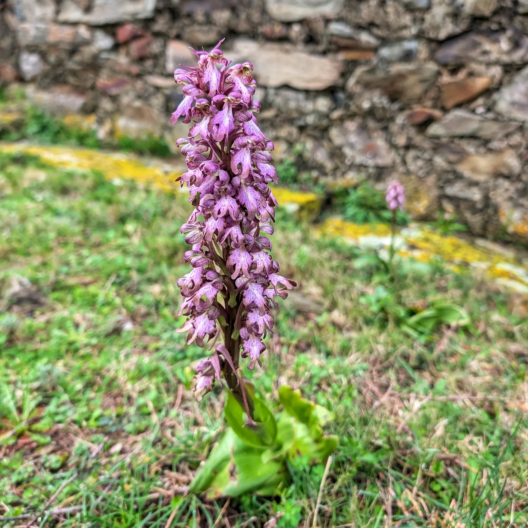 Primer pla d'una orquídia gegant (Himantoglossum robertianum) amb flors morades sobre herba i paret de pedra borrosa.