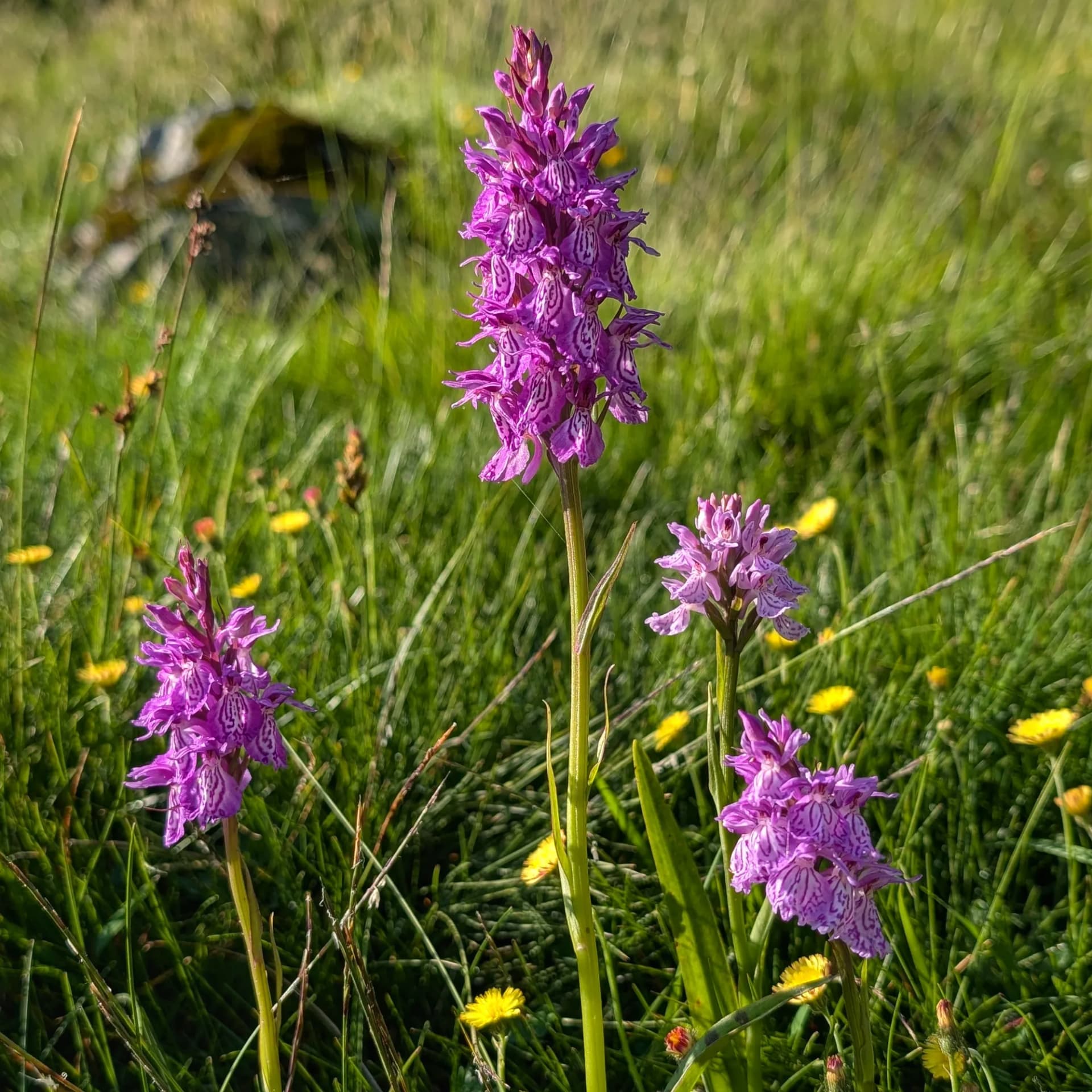 Grup de Dactylorhiza maculata en zona humida