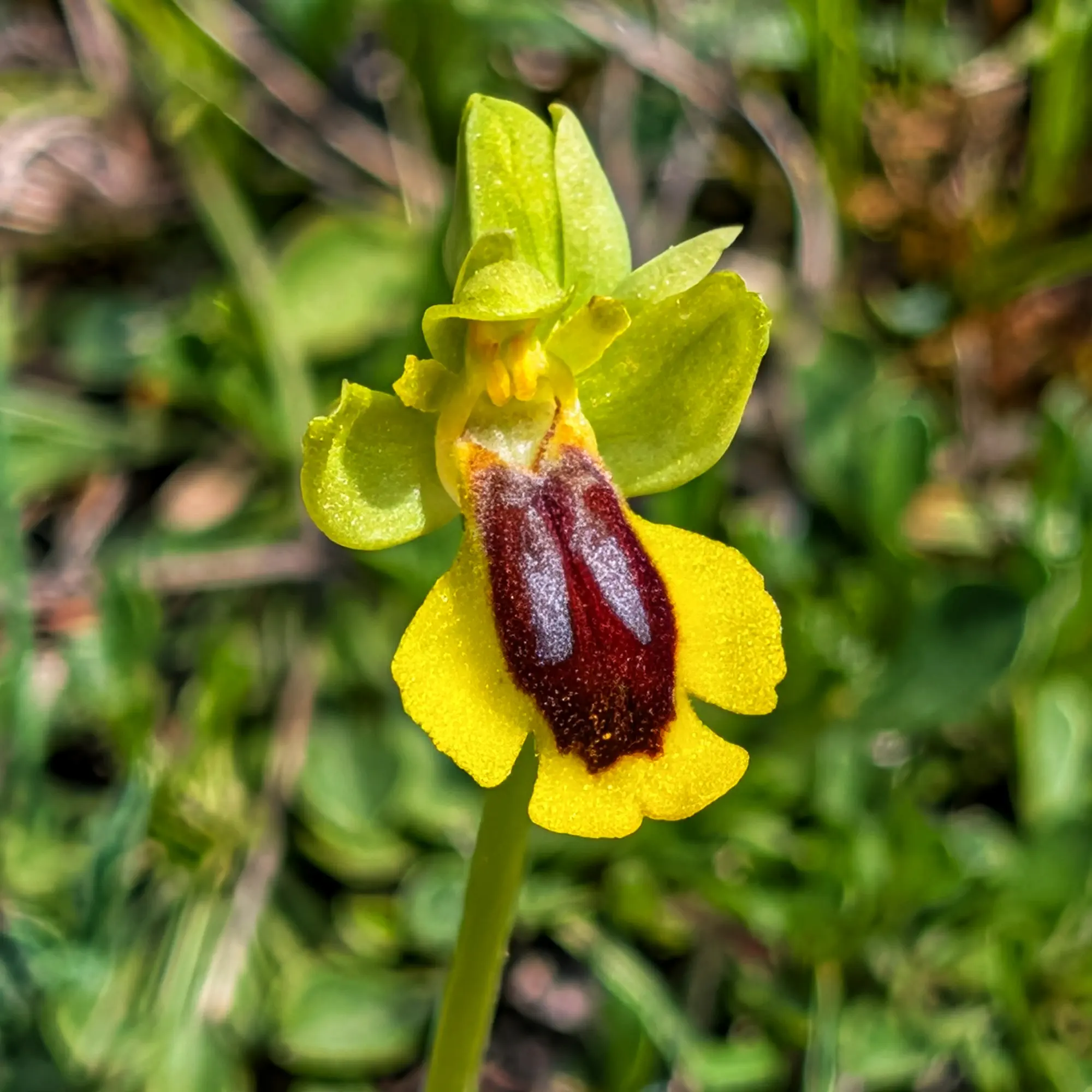 Close-up of a yellow Ophrys lutea orchid with a dark red and white patterned lip, against a blurred green background.