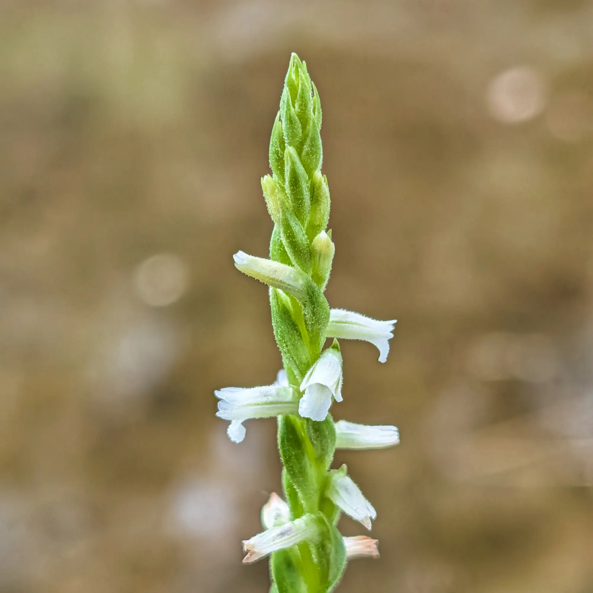 Orquídea Spiranthes aestivalis amb flors blanques en tija verda, sobre fons borrós marró i verd.