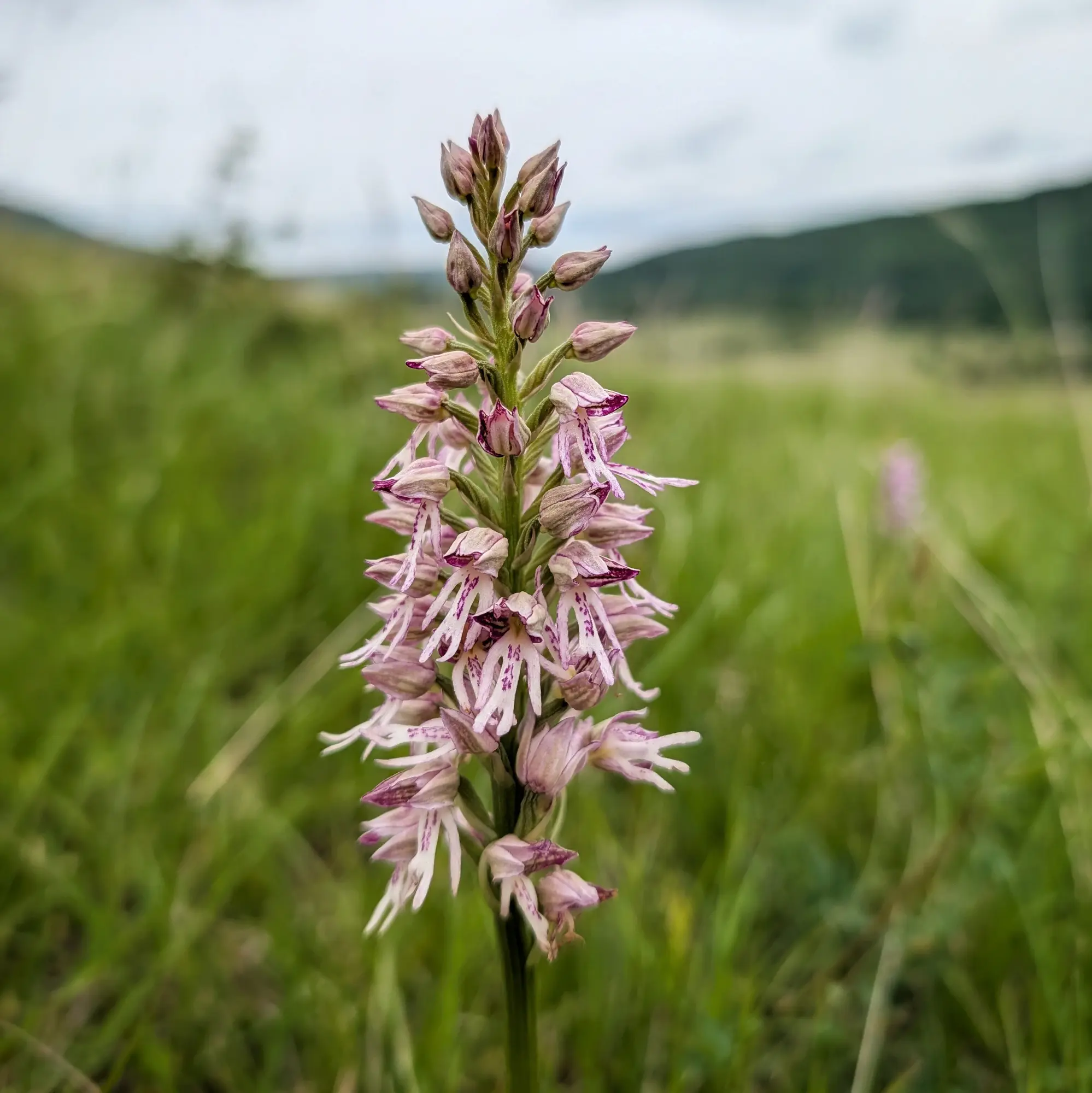 Primer pla d'una orquídia de color rosa pàl·lid i morat amb flors i brots oberts, sobre un fons de camp verd desenfocat.