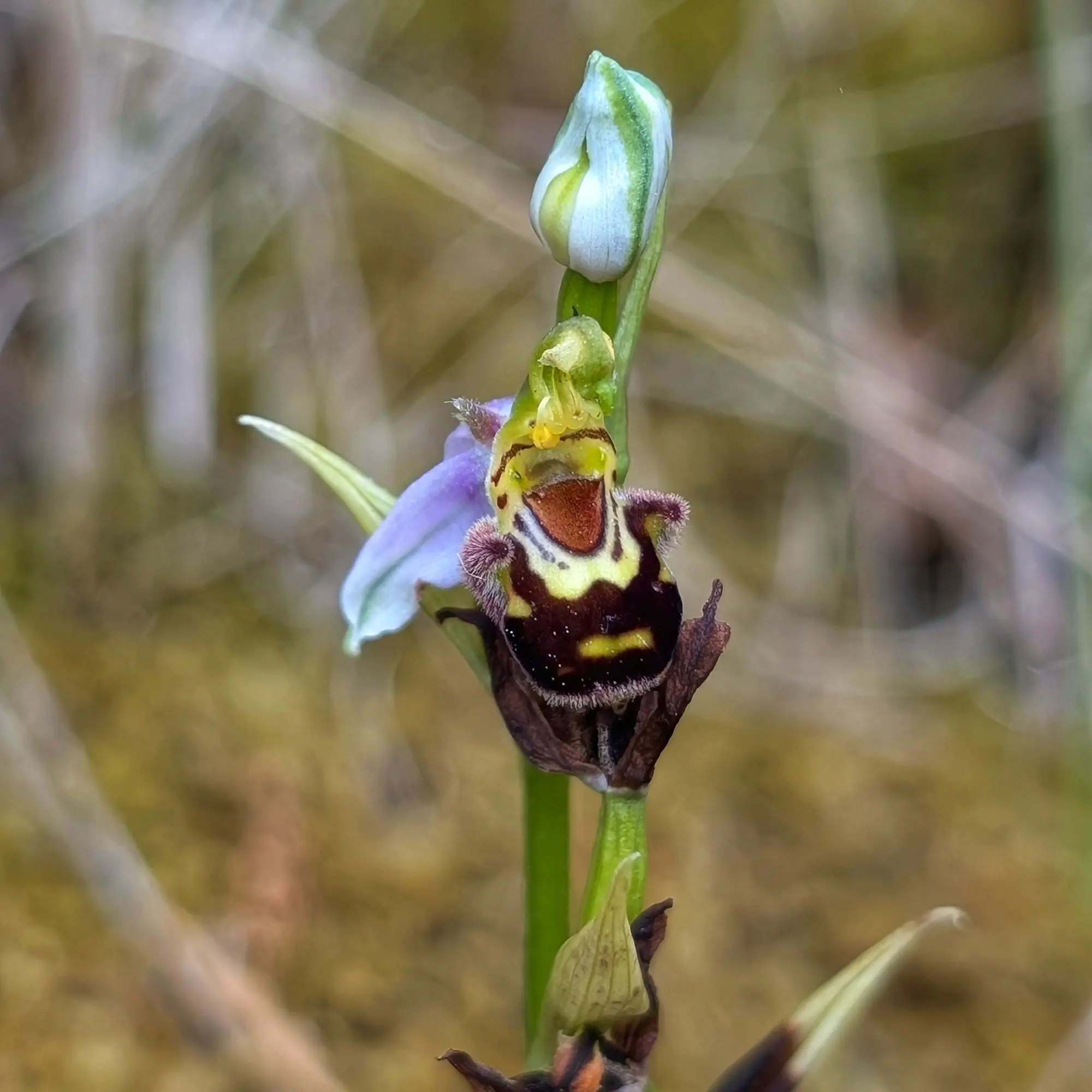 Exemplar d'Ophrys apifera amb l'última flor intacta de les Corberes (França)