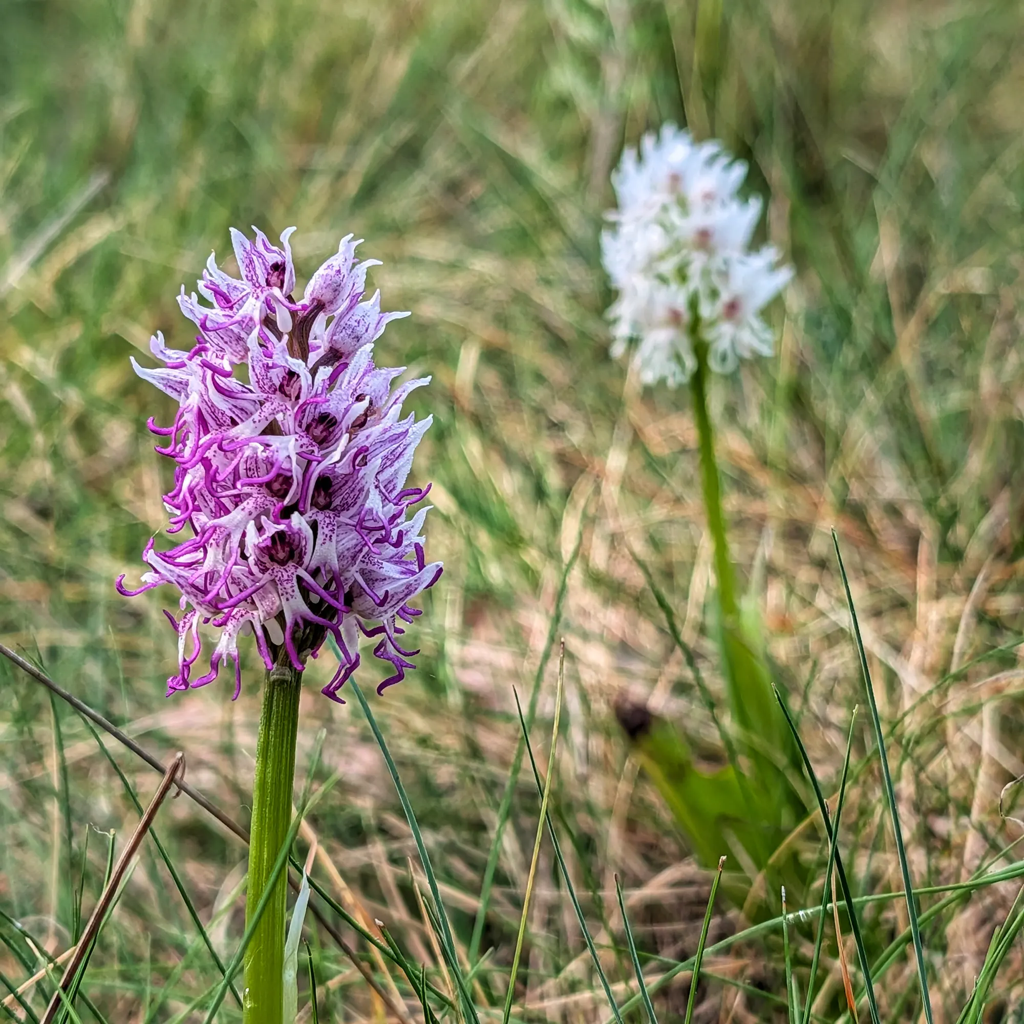 Orquídea simia porpra en primer pla amb una variant blanca darrere en un camp de la Garrotxa.