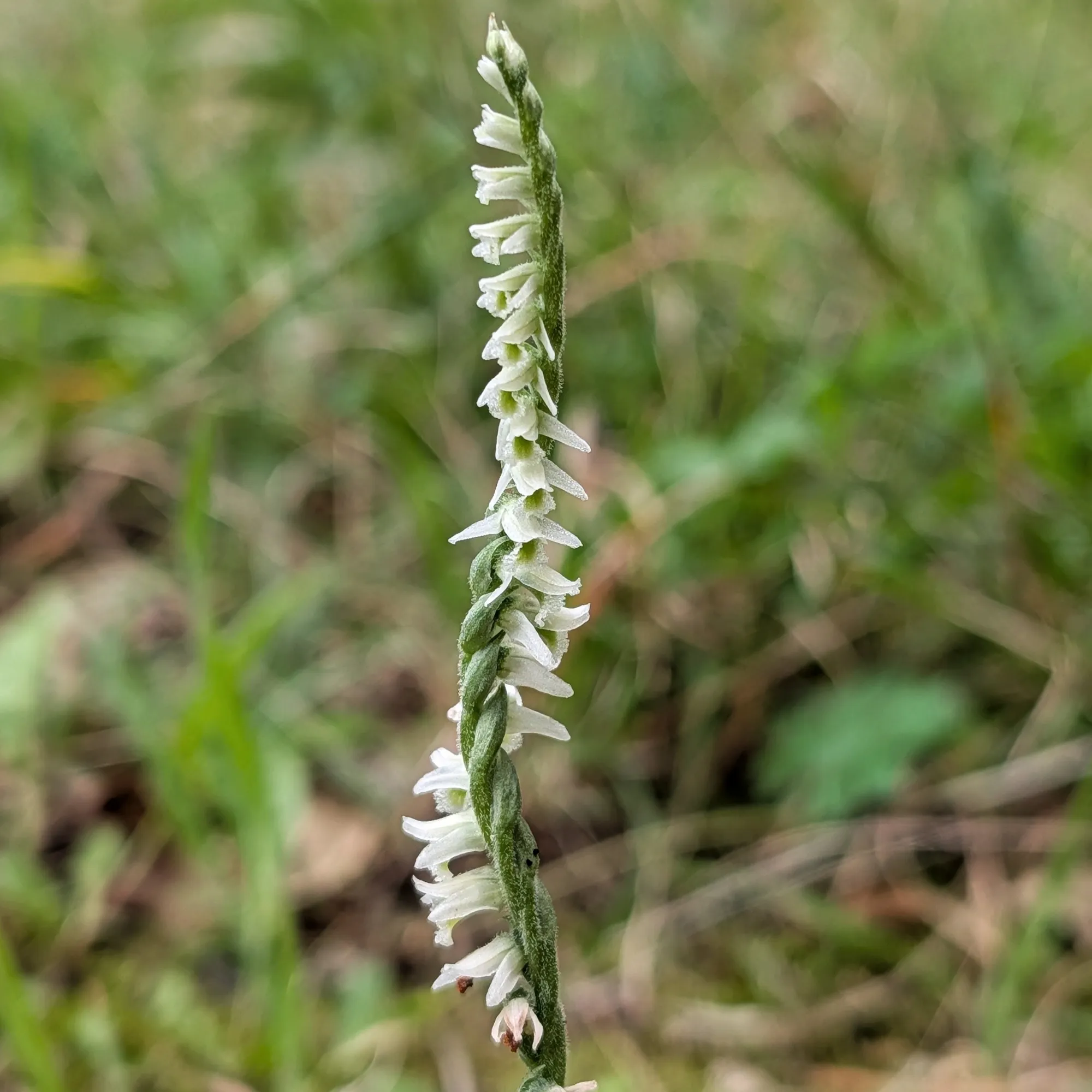 Spiranthes spiralis