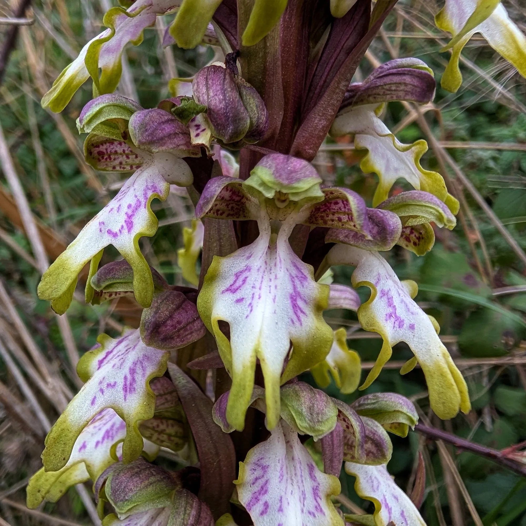 Primer pla d'Himantoglossum robertianum amb flor i label verdós.