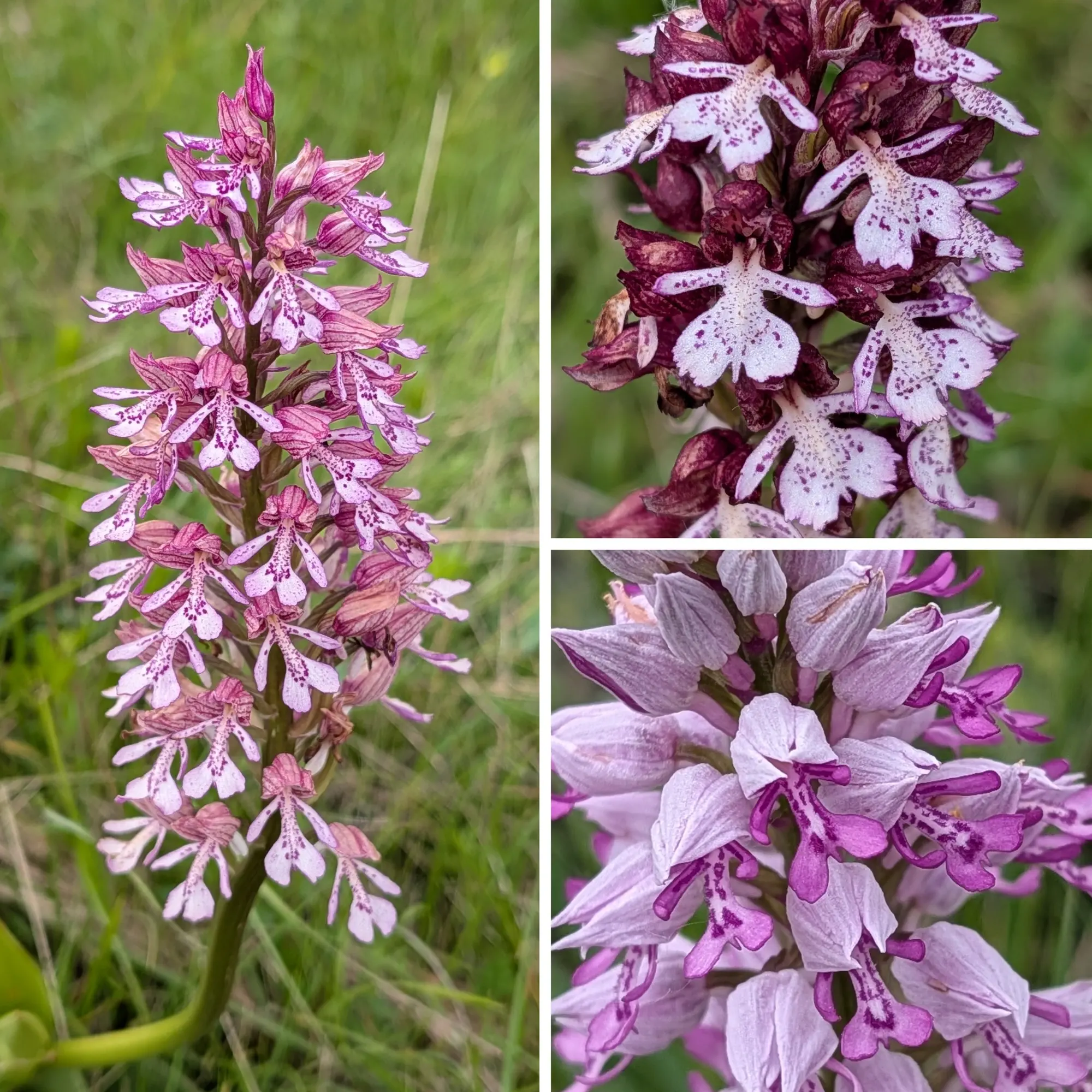 Collage: orquídia híbrida rosa tacada (esquerra), orquídia porpra fosca (dalt dreta) i orquídia lila pàl·lida (baix dreta).