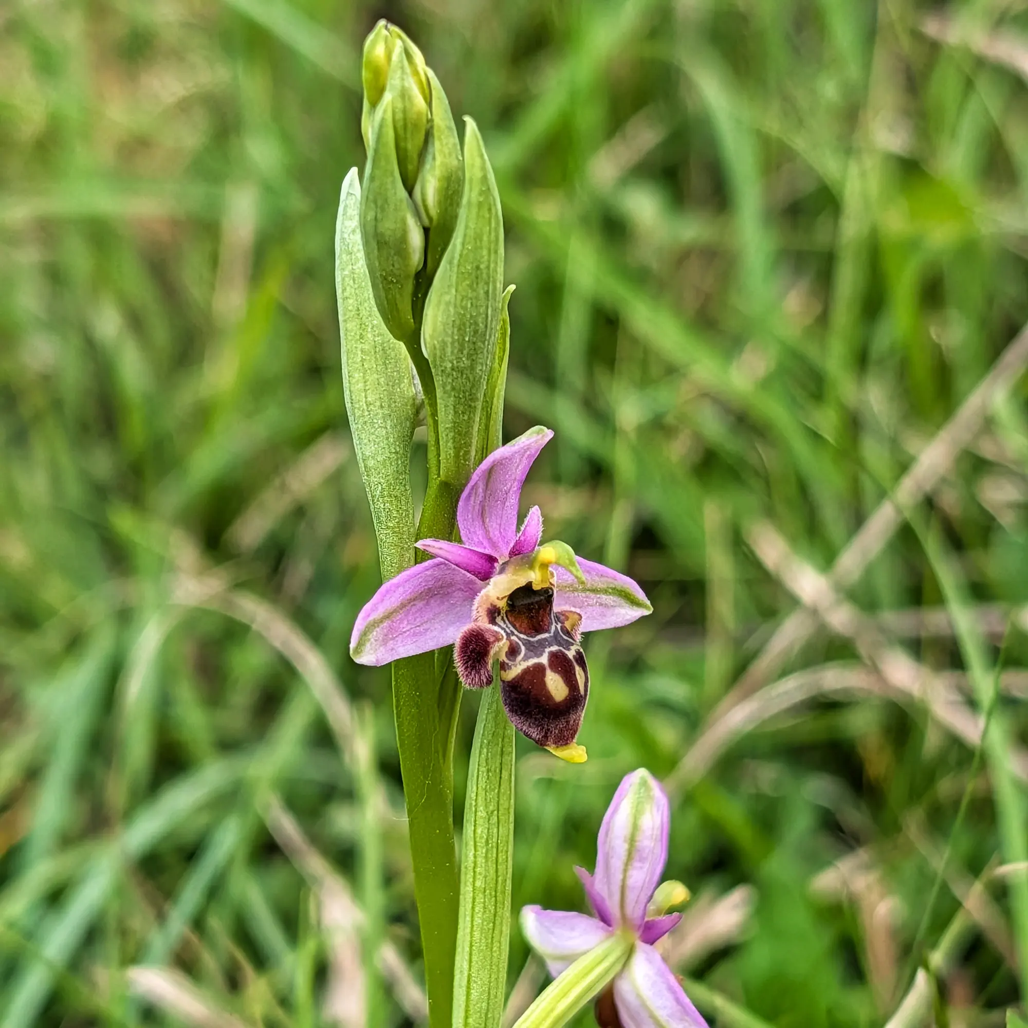 Close-up of a Woodcock Orchid (Ophrys scolopax) with pink petals and a velvety brown patterned labellum, against blurred green.