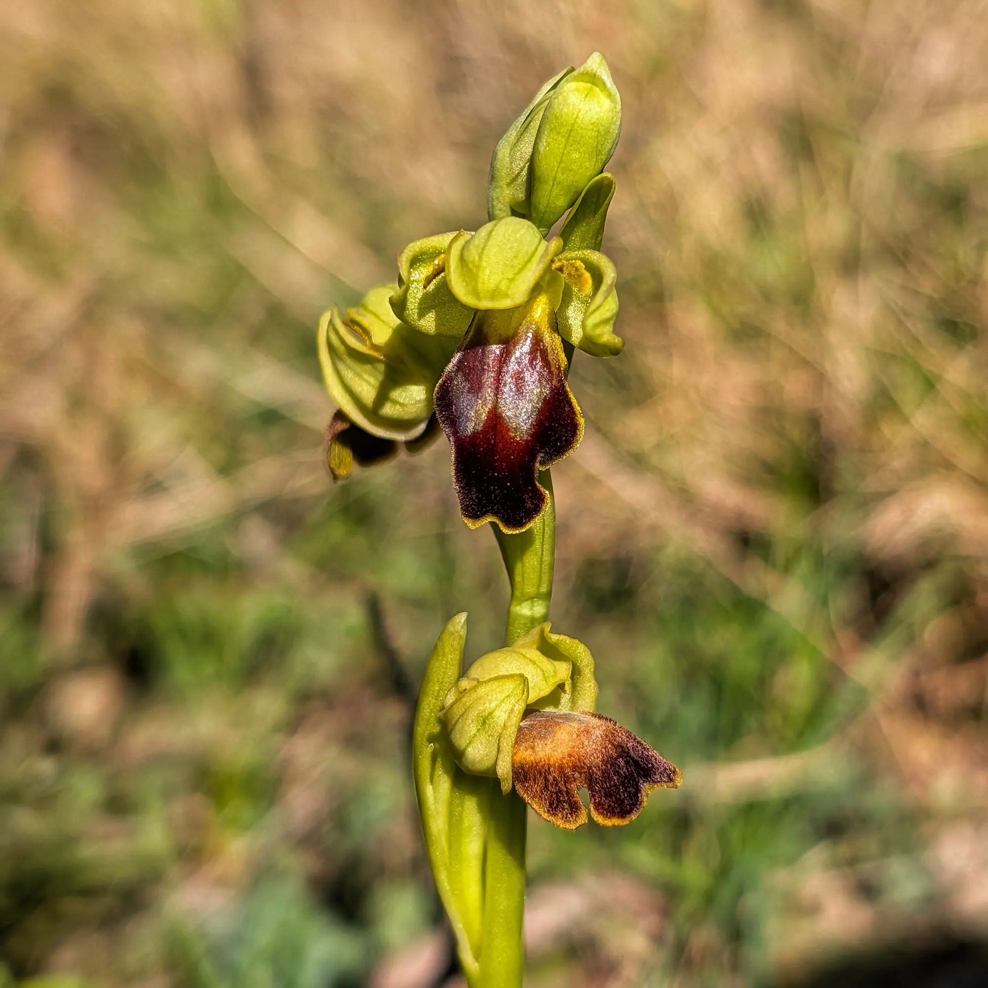 Primer pla d'orquídia Ophrys forestieri amb flors verdoses i llavi marró fosc, sobre fons borrós de vegetació.