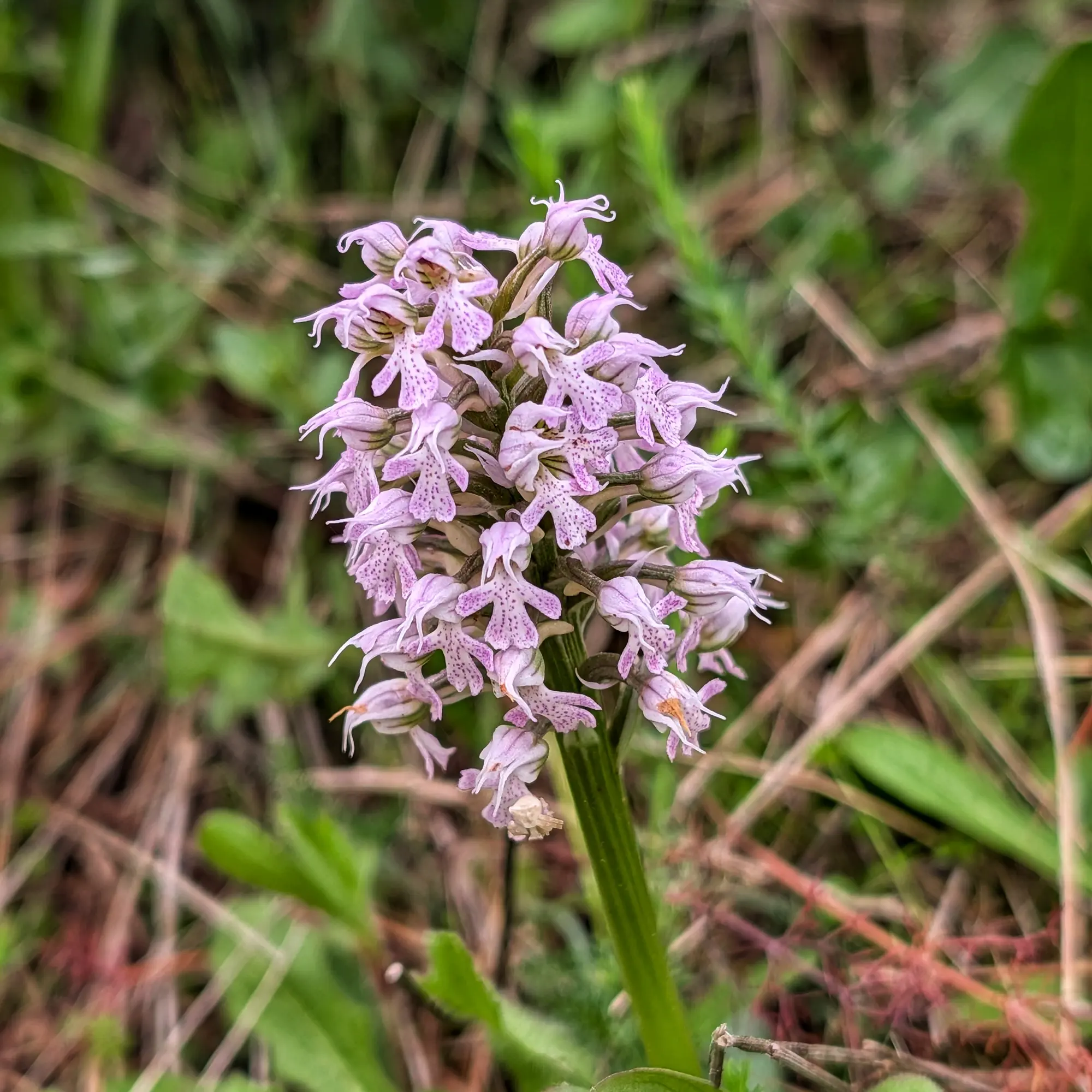 Primer plano de orquídea Neotinea conica con flores rosadas moteadas, fondo verde borroso.