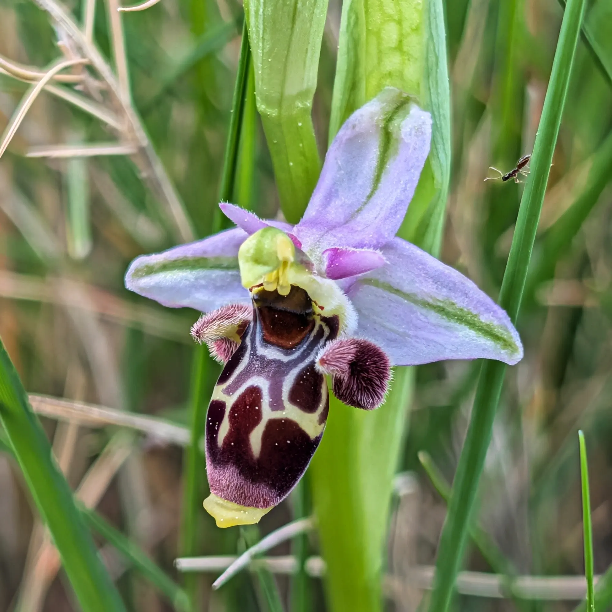 Primer pla d'Ophrys scolopax, orquídia amb pètals liles, label marró amb patró i una formiga en la vegetació verda.