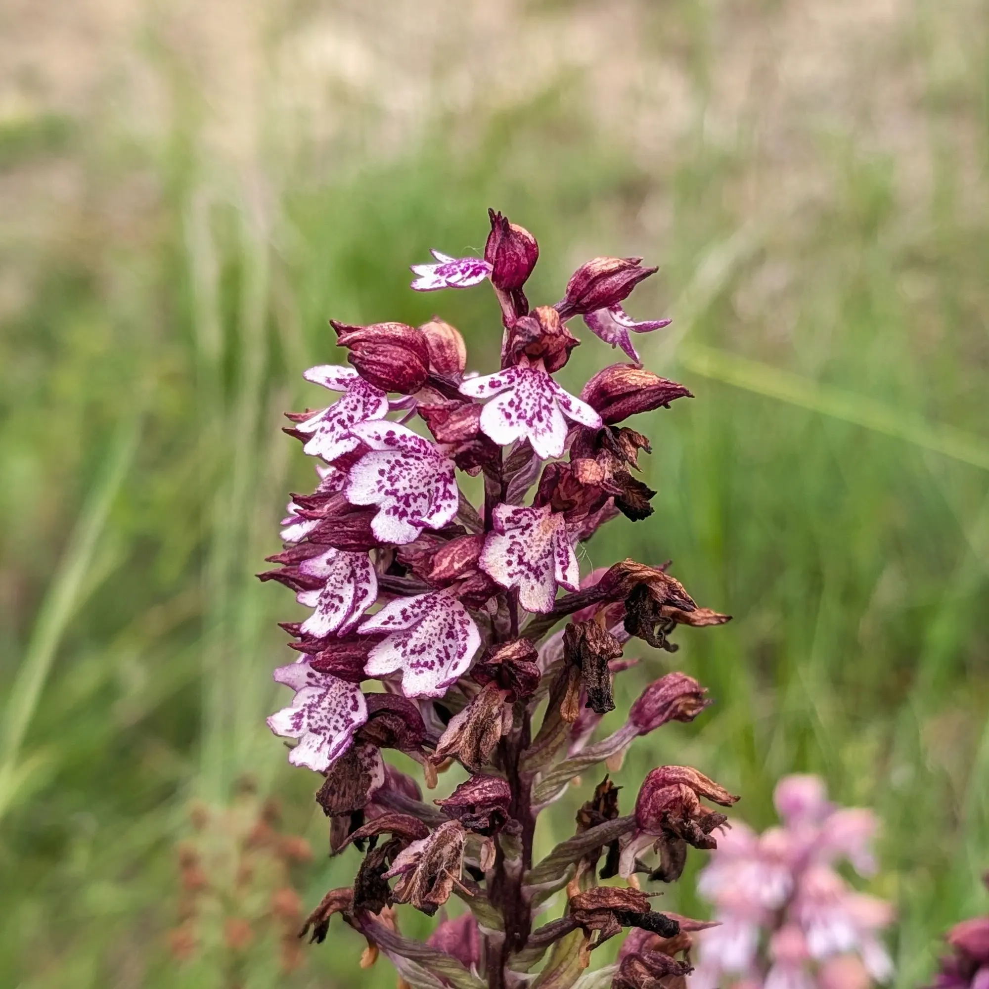 Orquídia Orchis purpurea amb flors tacades de blanc i porpra sobre fons verd difús.