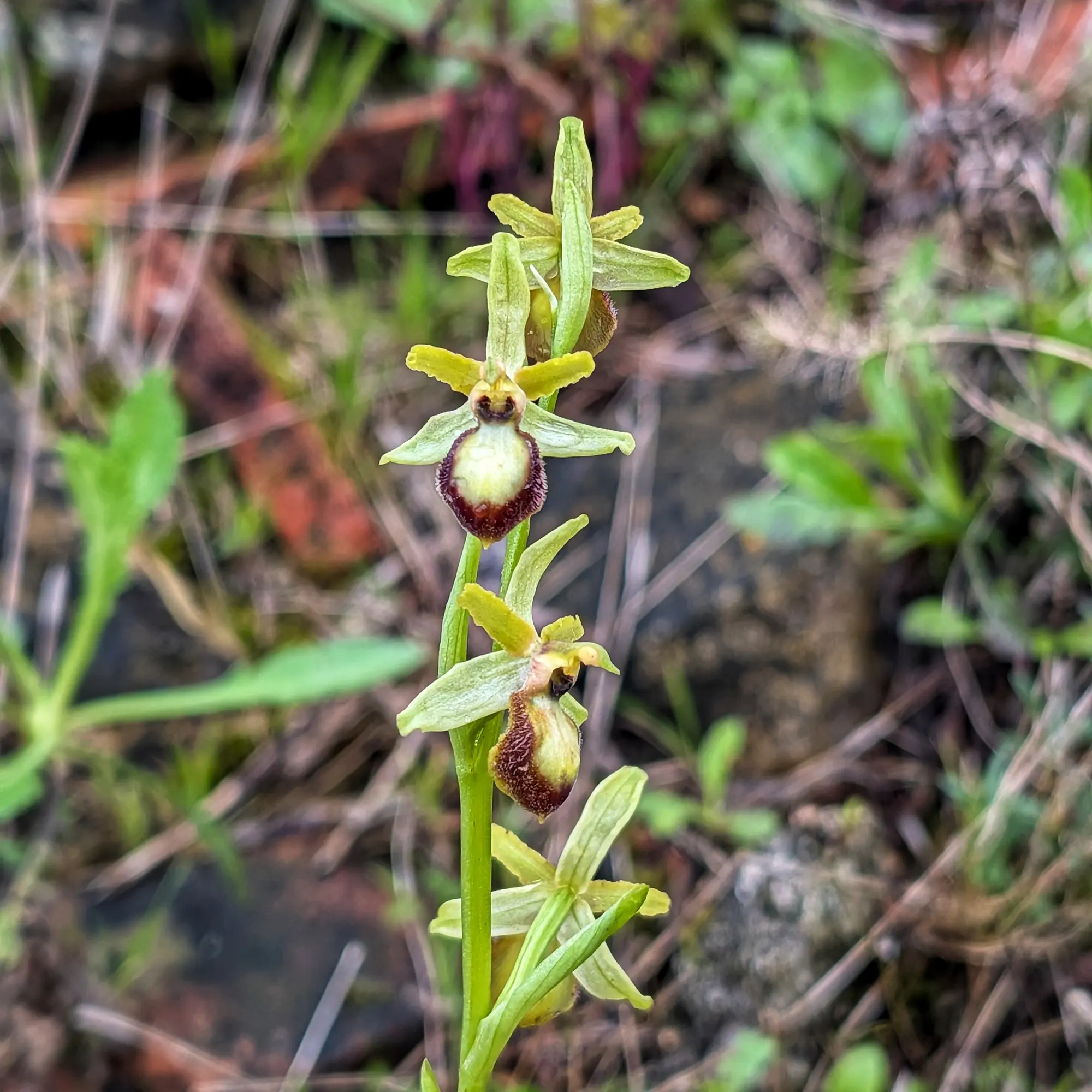Close-up of two Ophrys arachnitiformis orchid flowers, featuring green petals and a reddish-brown lip, in a natural setting.