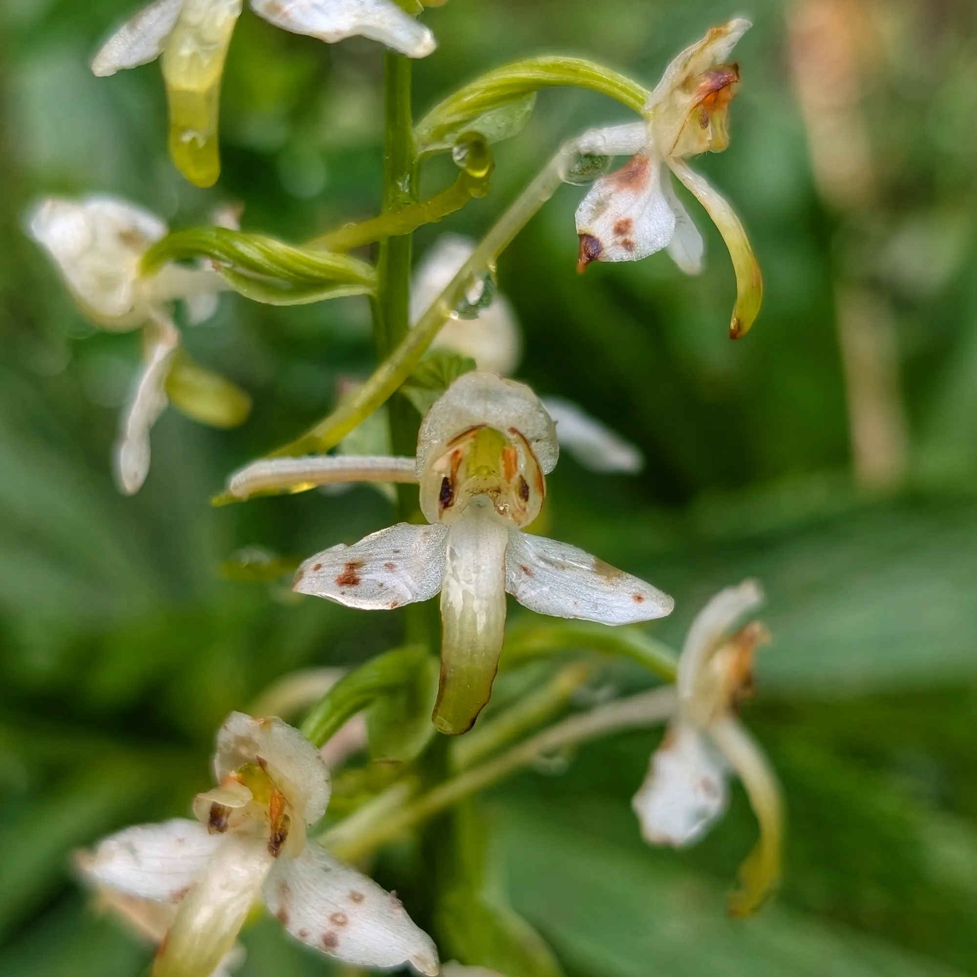 Platanthera Chlorantha del Casamanya