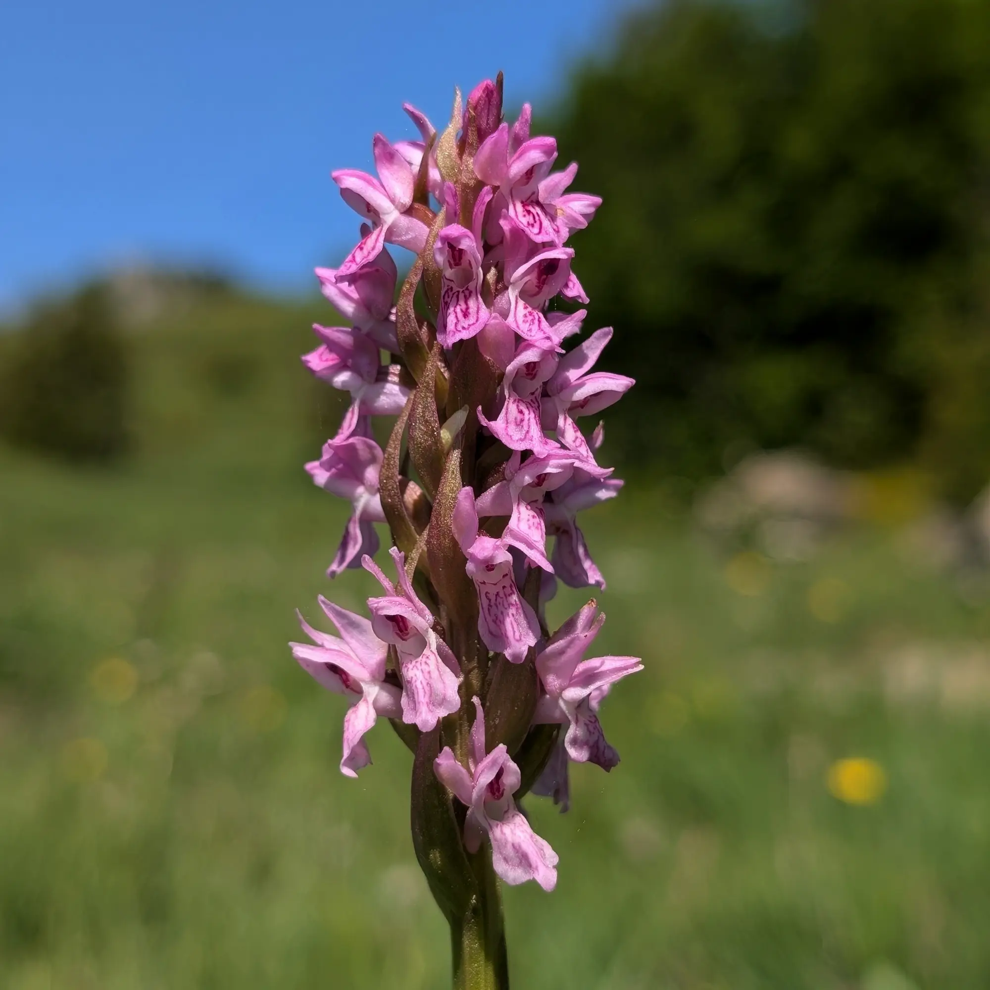 Specimen of Dactylorhiza incarnata from the Catalan Pre-Pyrenees