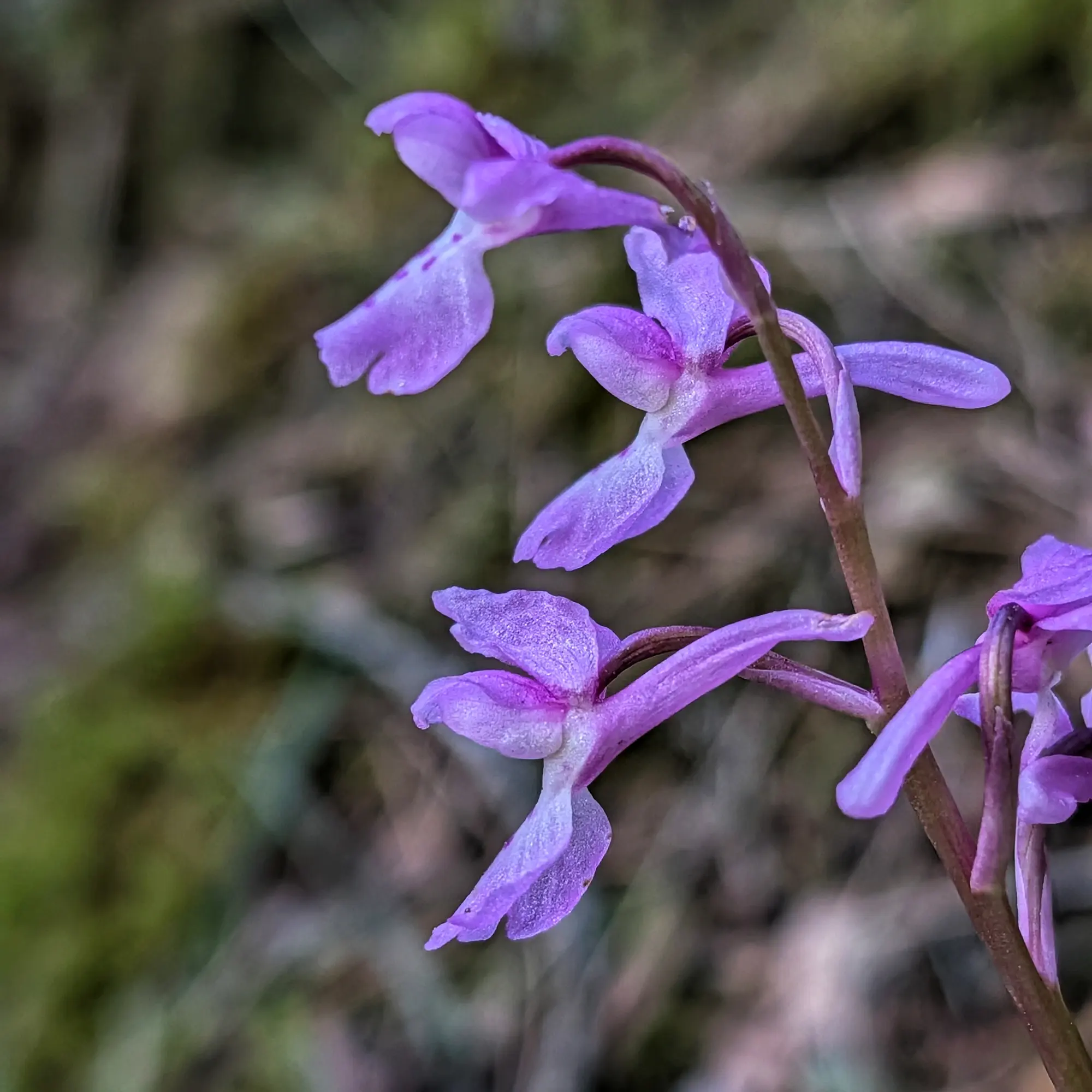 Close-up of purple Orchis olbiensis flowers against a blurred green and brown natural background.