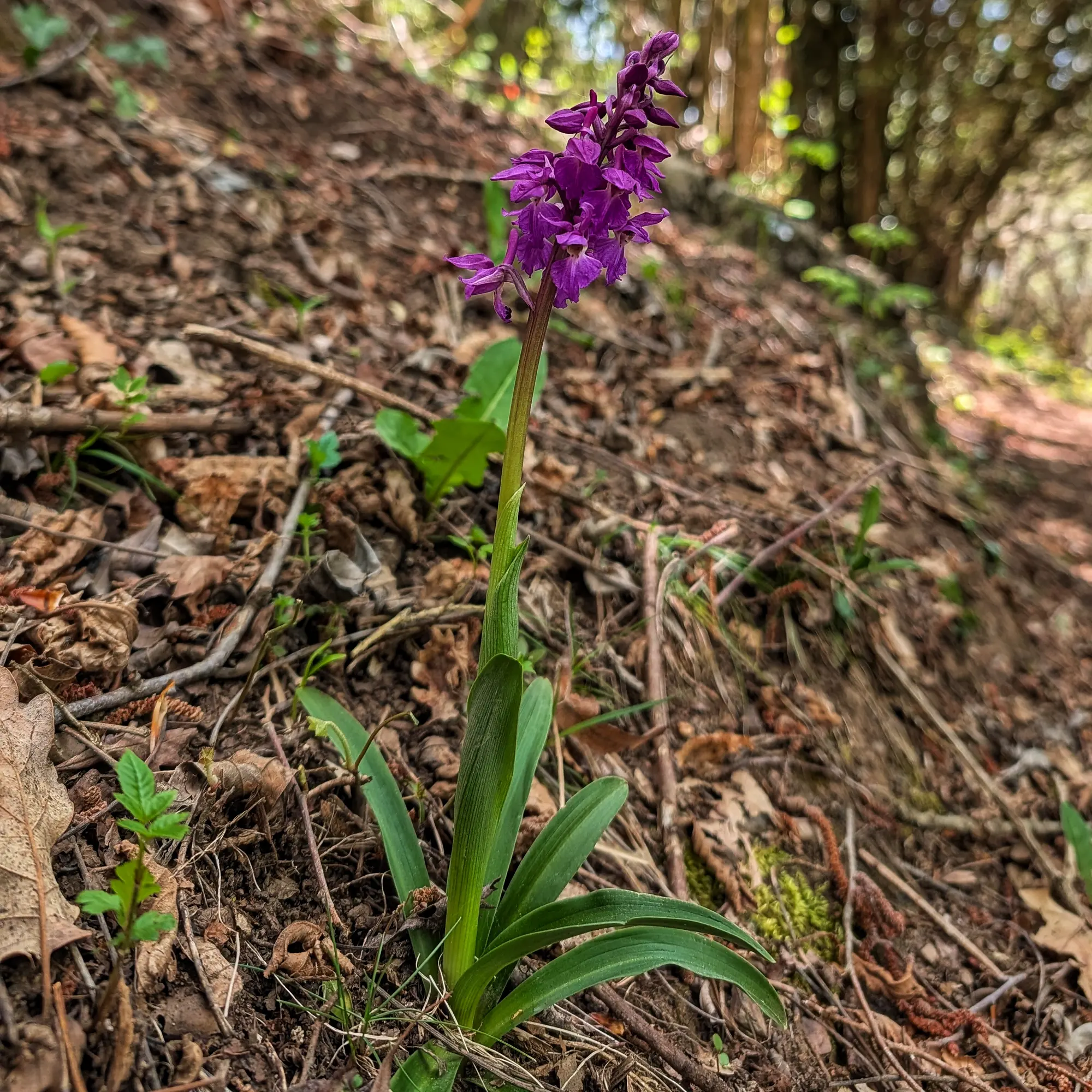 Orquídia Orchis mascula amb flors porpres destacant sobre fulles seques al sòl del bosc.