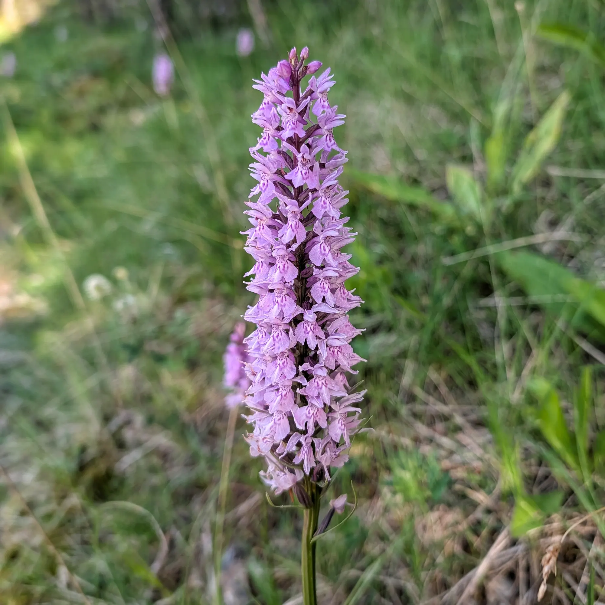 Primer pla d'una orquídia Dactylorhiza fuchsii amb flors liles vibrants i taques fosques sobre fons verd difuminat.