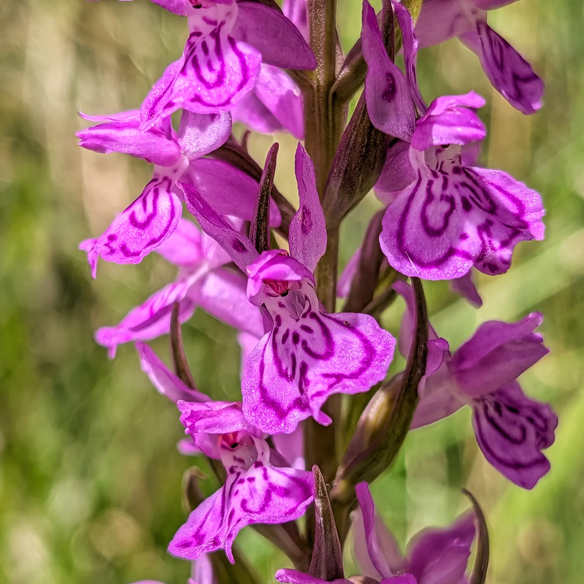 Orquídia Dactylorhiza elata creixent en un entorn natural.