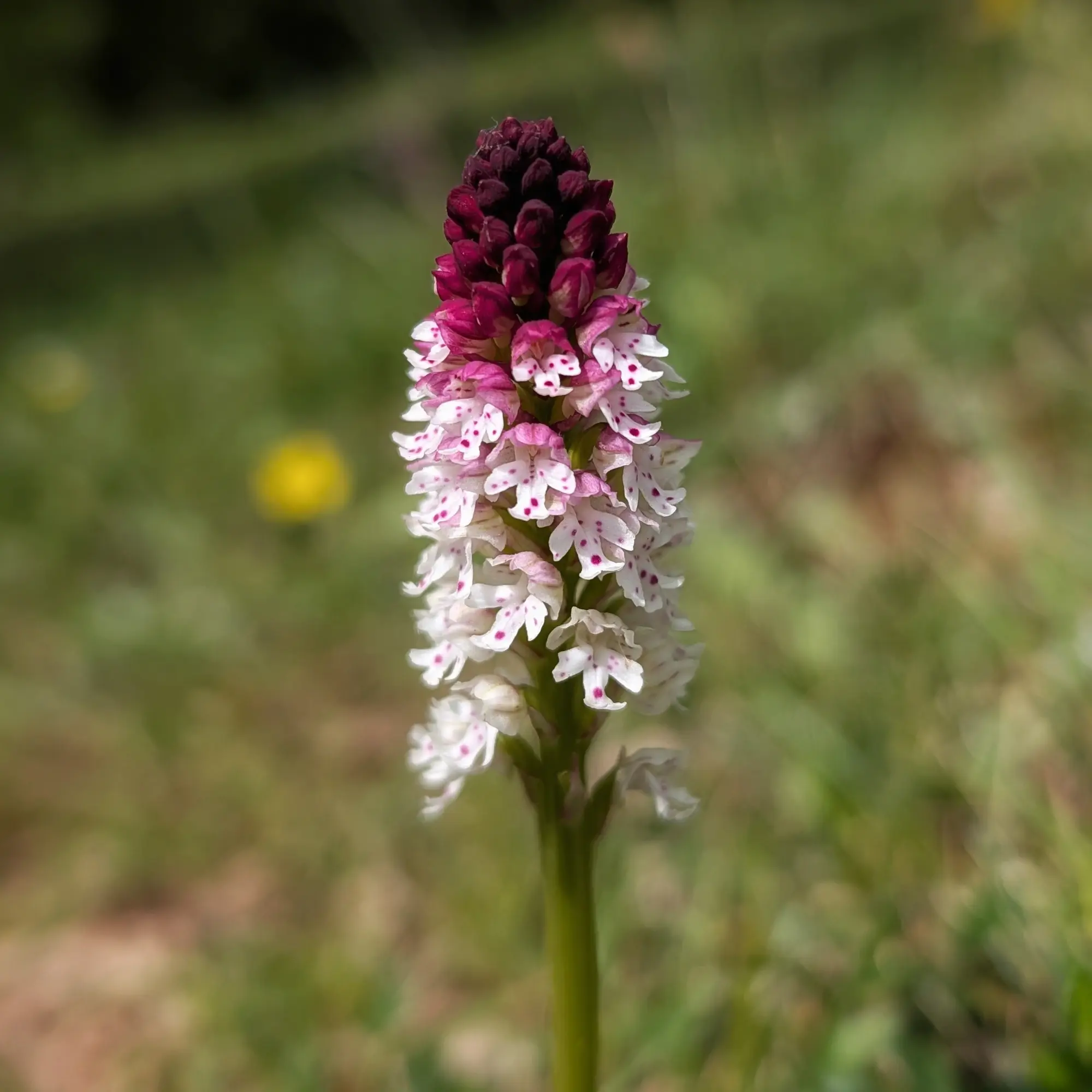 Orquídia Neotinea ustulata amb flors porpra fosc a dalt i blanques tacades de magenta a baix.