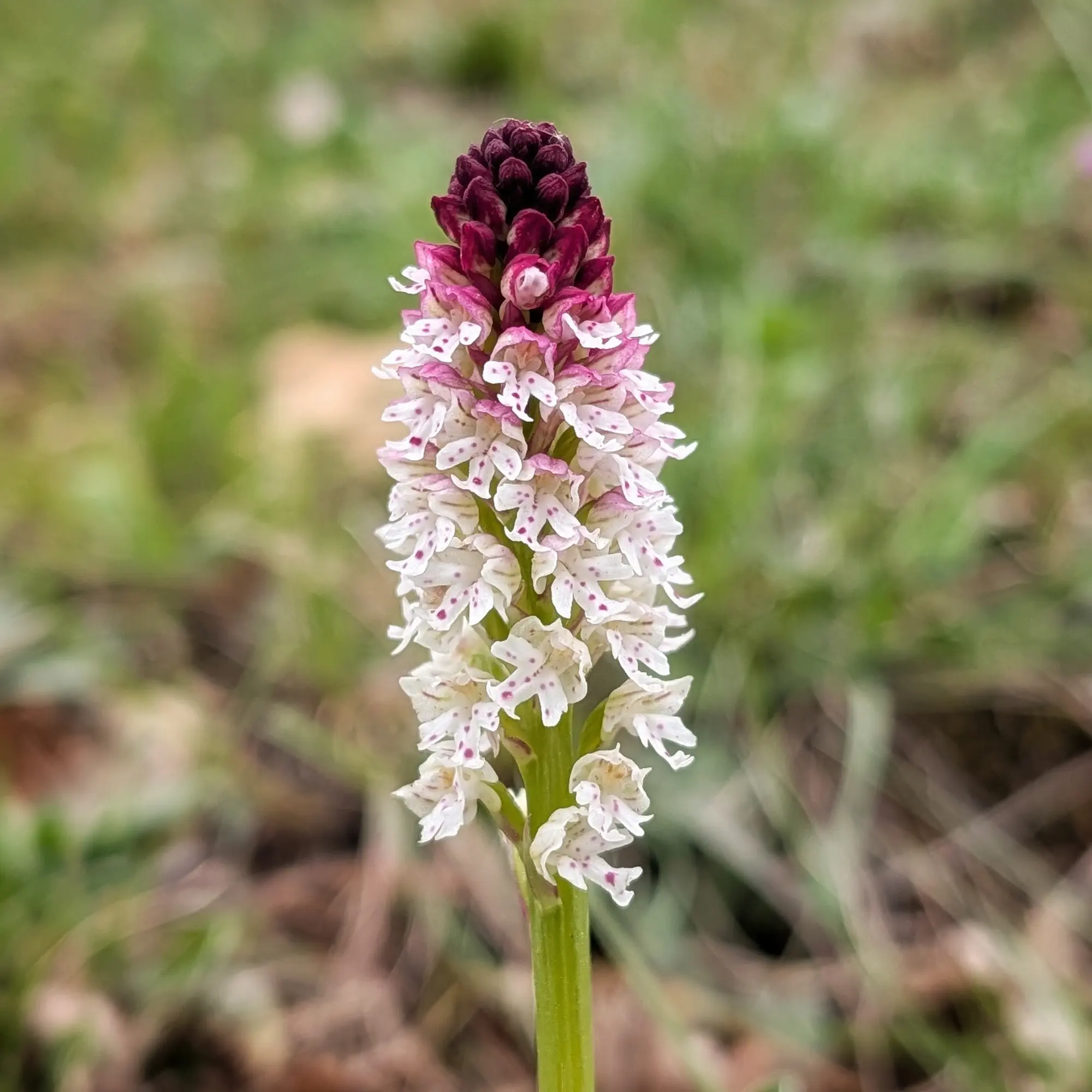 Neotinea ustulata, orquídia amb capçal morat fosc i flors blanques tacades de rosa, sobre fons verd difuminat.