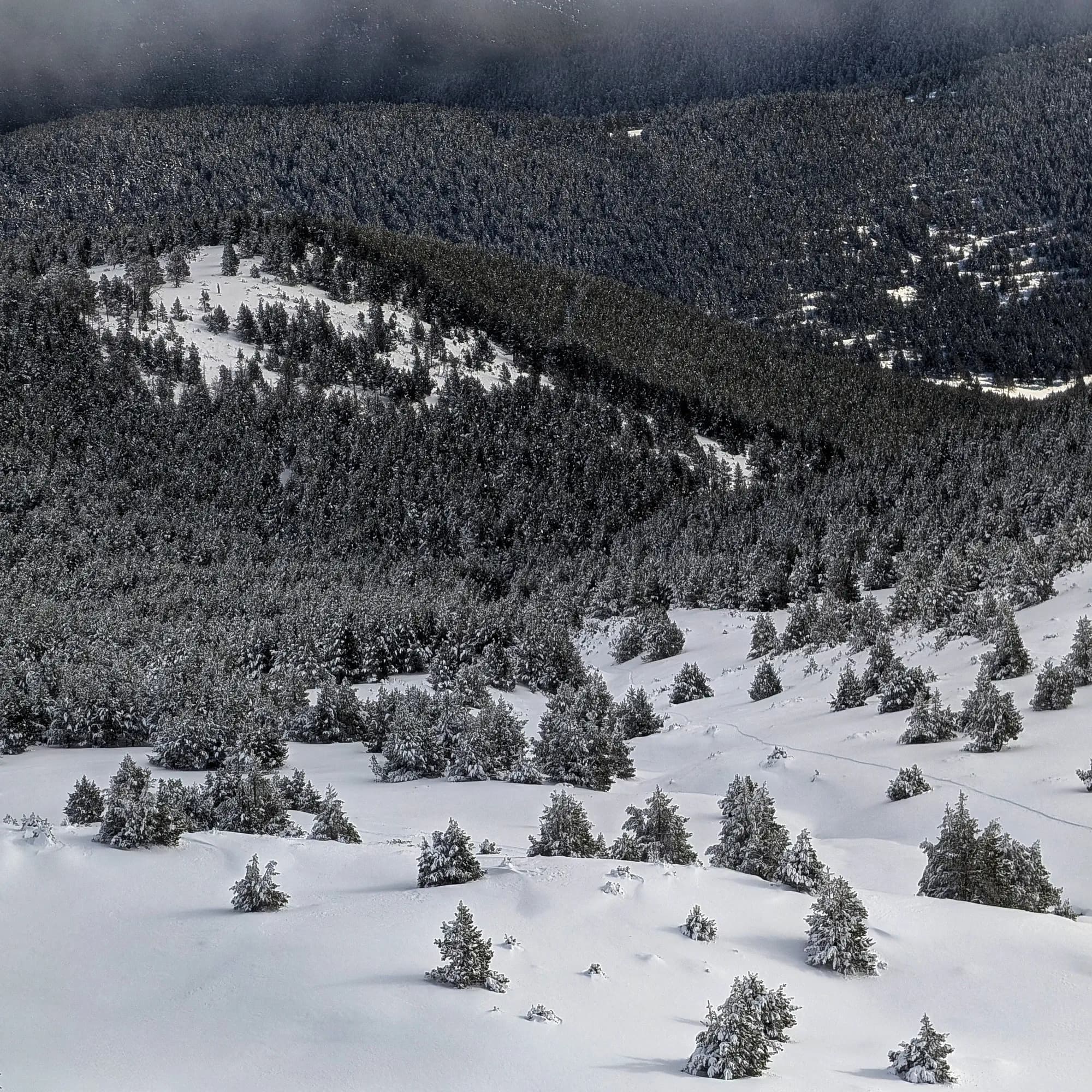 Bosc nevat, baixant de la Torreta de l'Orri.