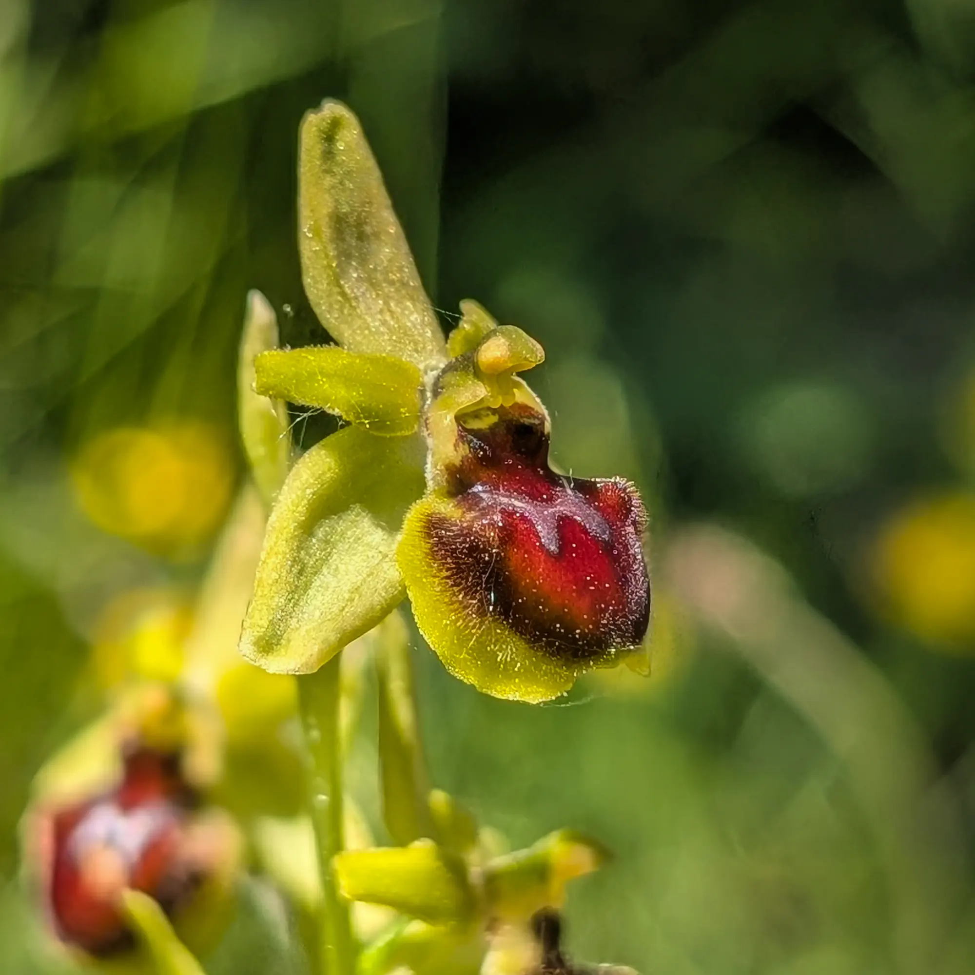 Ophrys araneola (spider orchid) with yellow-edged labellum, in meadows near Sant Martí Sacalm.